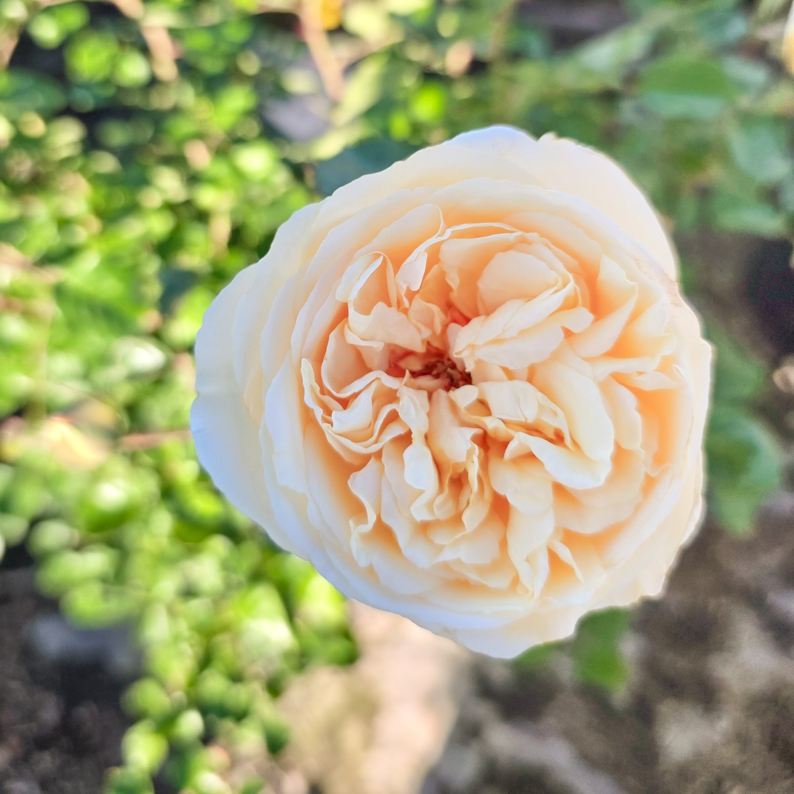 Wilhelmina-Grace™ Potted Rose Bush