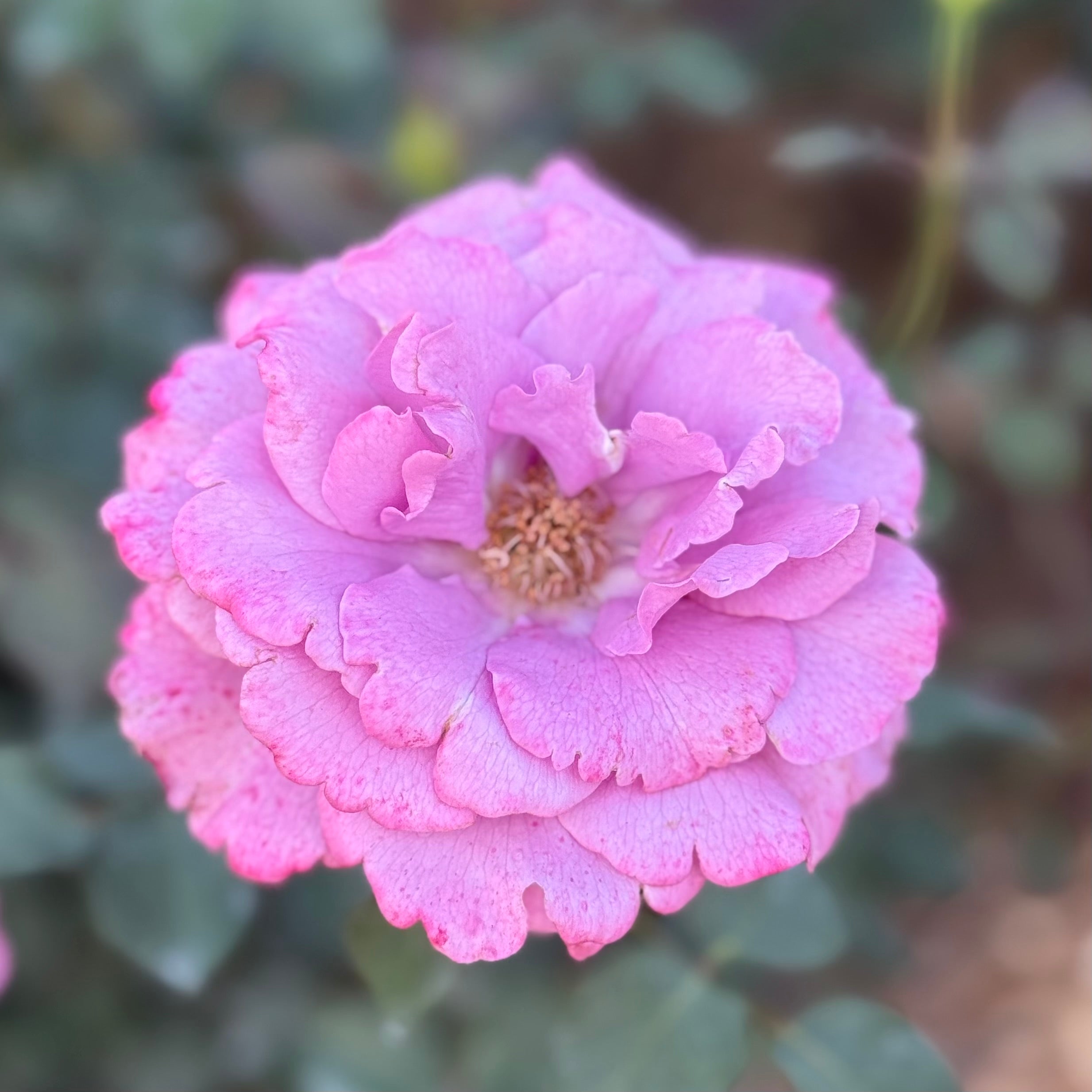 Angel Face Potted Rose Bush