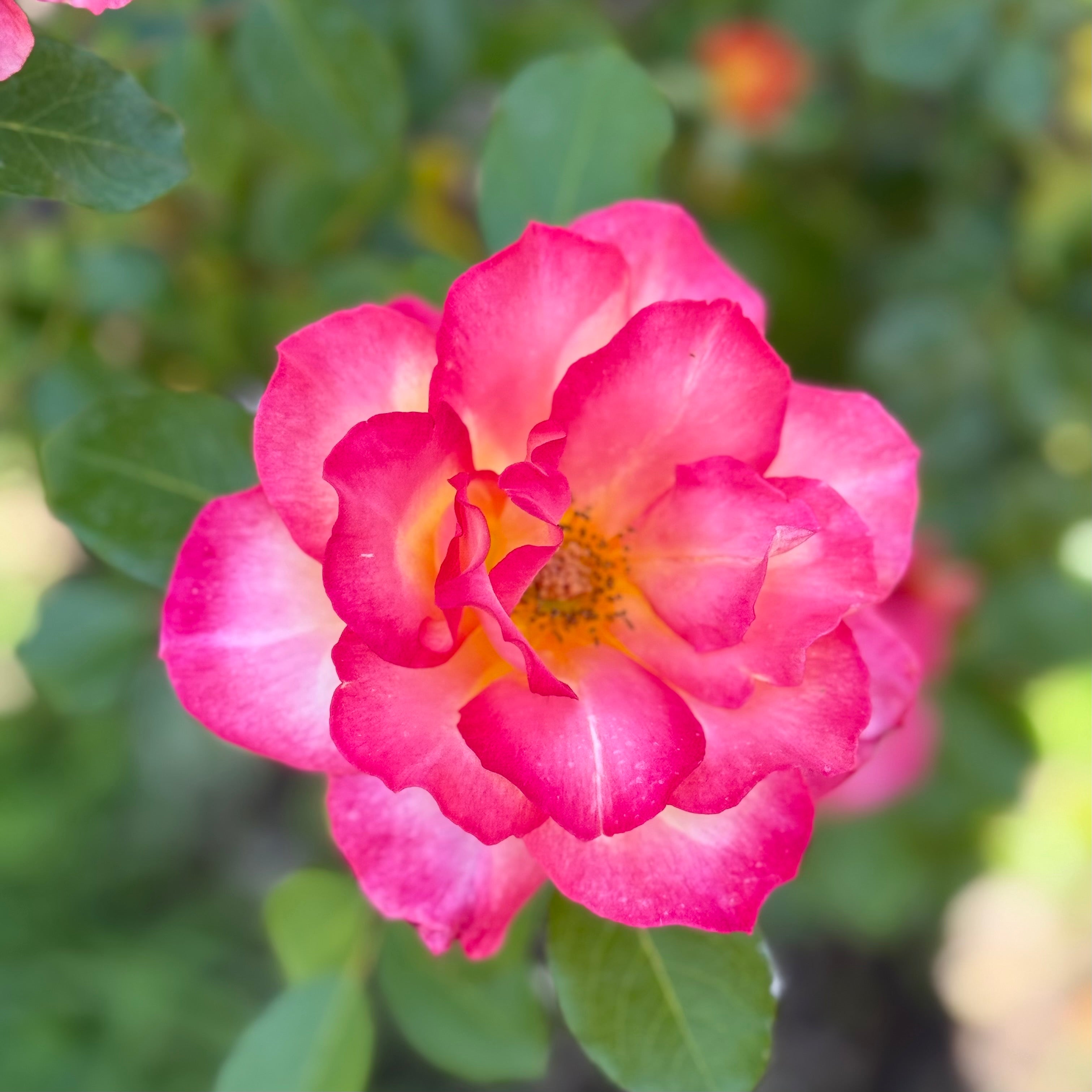 Rainbow Sorbet Potted Rose Bush | Multicolor Rose Bush | Grace