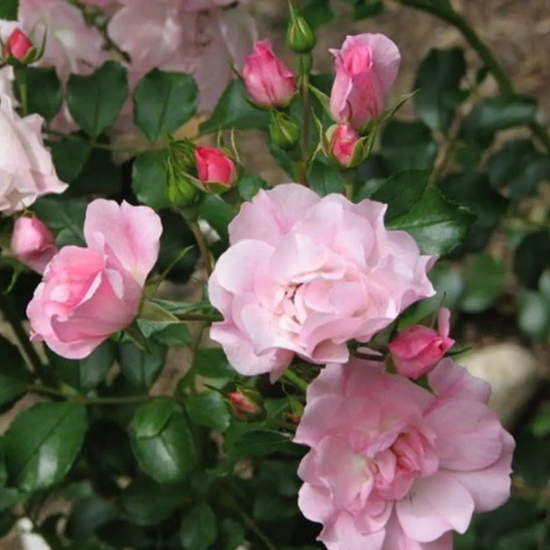 Flower Carpet® Apple Blossom Potted Rose Bush