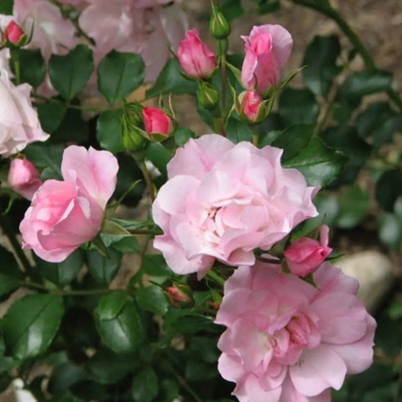 Flower Carpet® Apple Blossom Potted Rose Bush