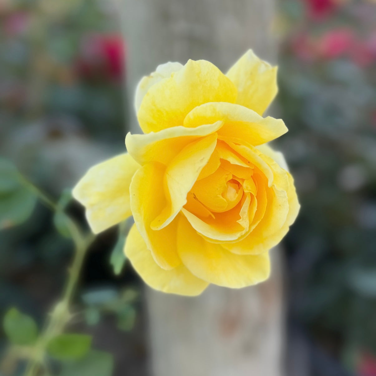 Mellow Yellow™ Potted Rose Bush