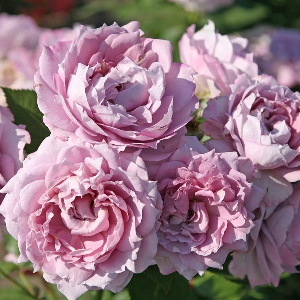 Poseidon™ Bare Root Rose Bush - Grace Rose Farm