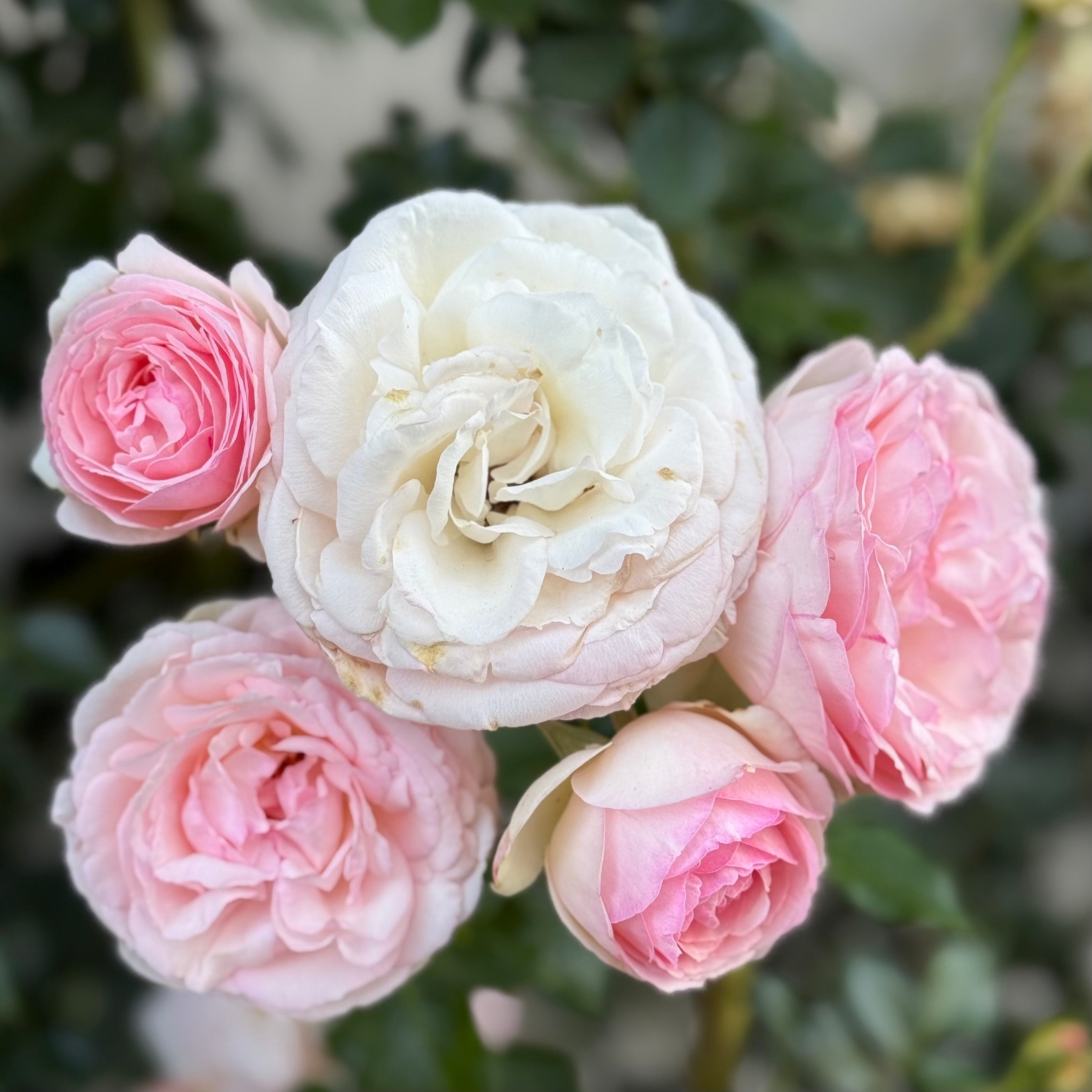 Eden Climber® Potted Climbing Rose