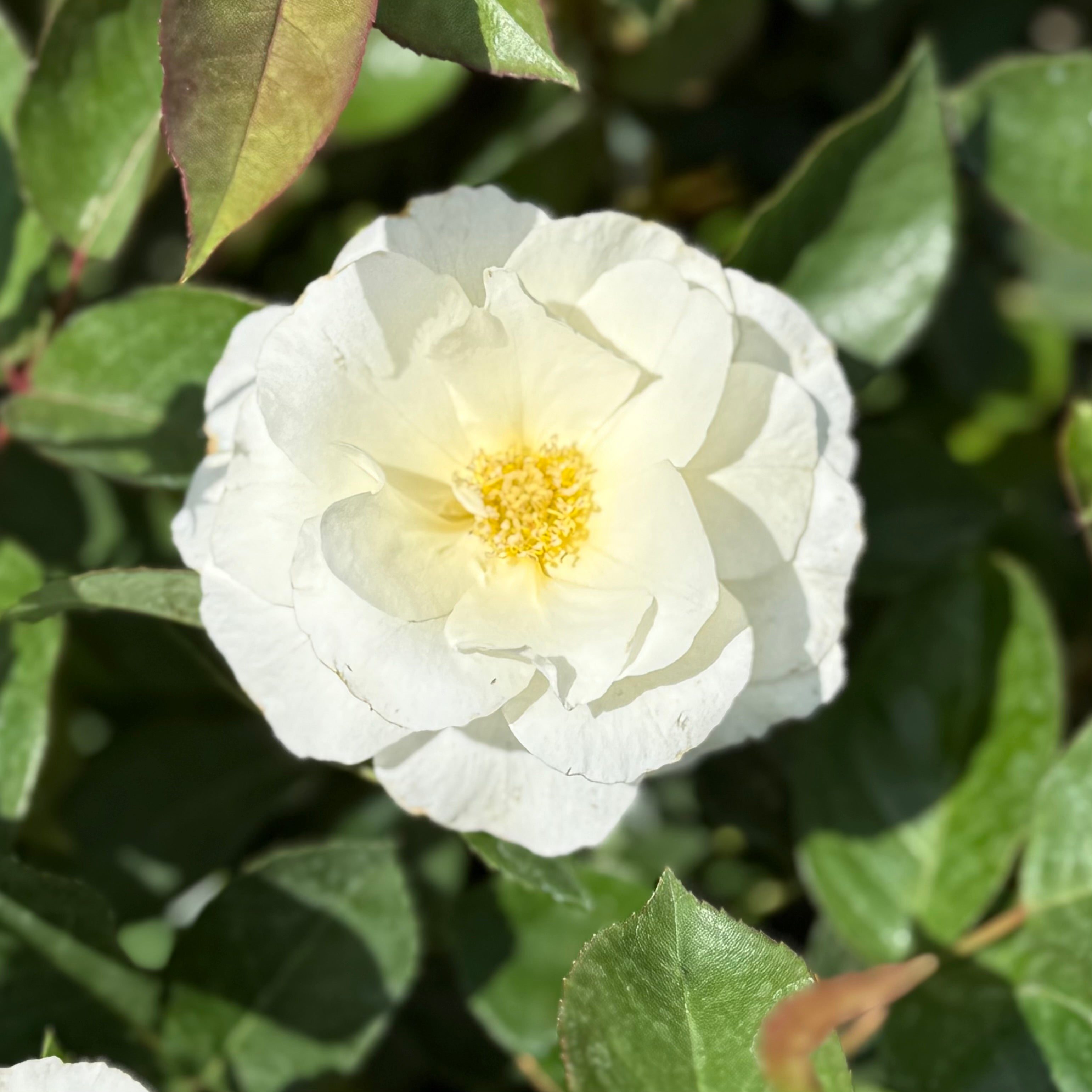 White Simplicity Potted Rose Bush | White Shrub Rose Bush | Grace