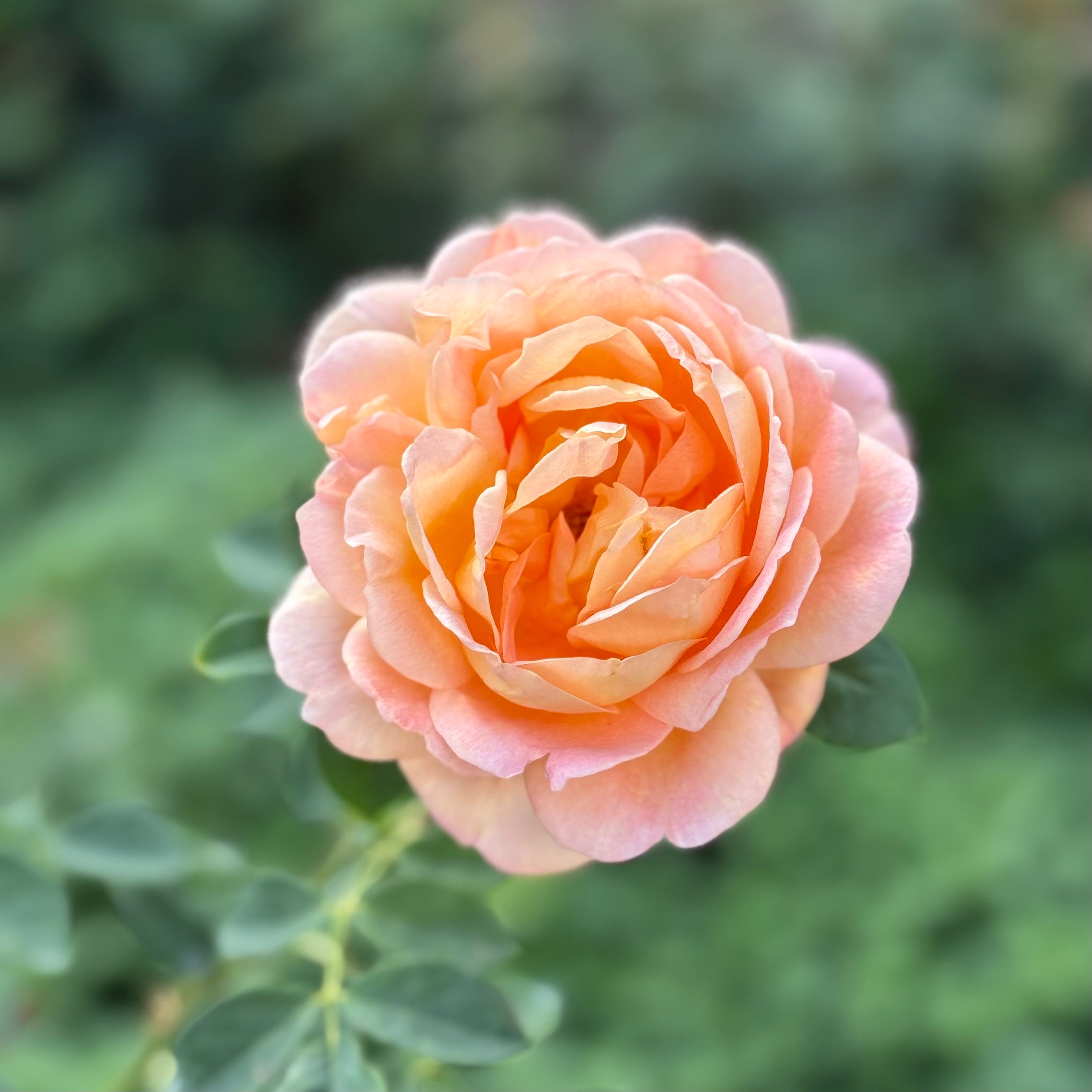 David Austin® Lady of Shalott® Potted Rose Bush - Grace Rose Farm