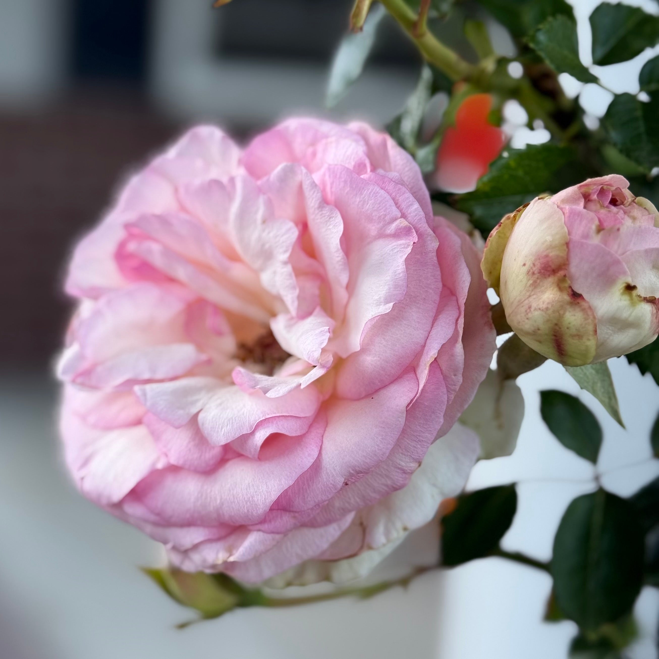 Eden Climber® Potted Climbing Rose