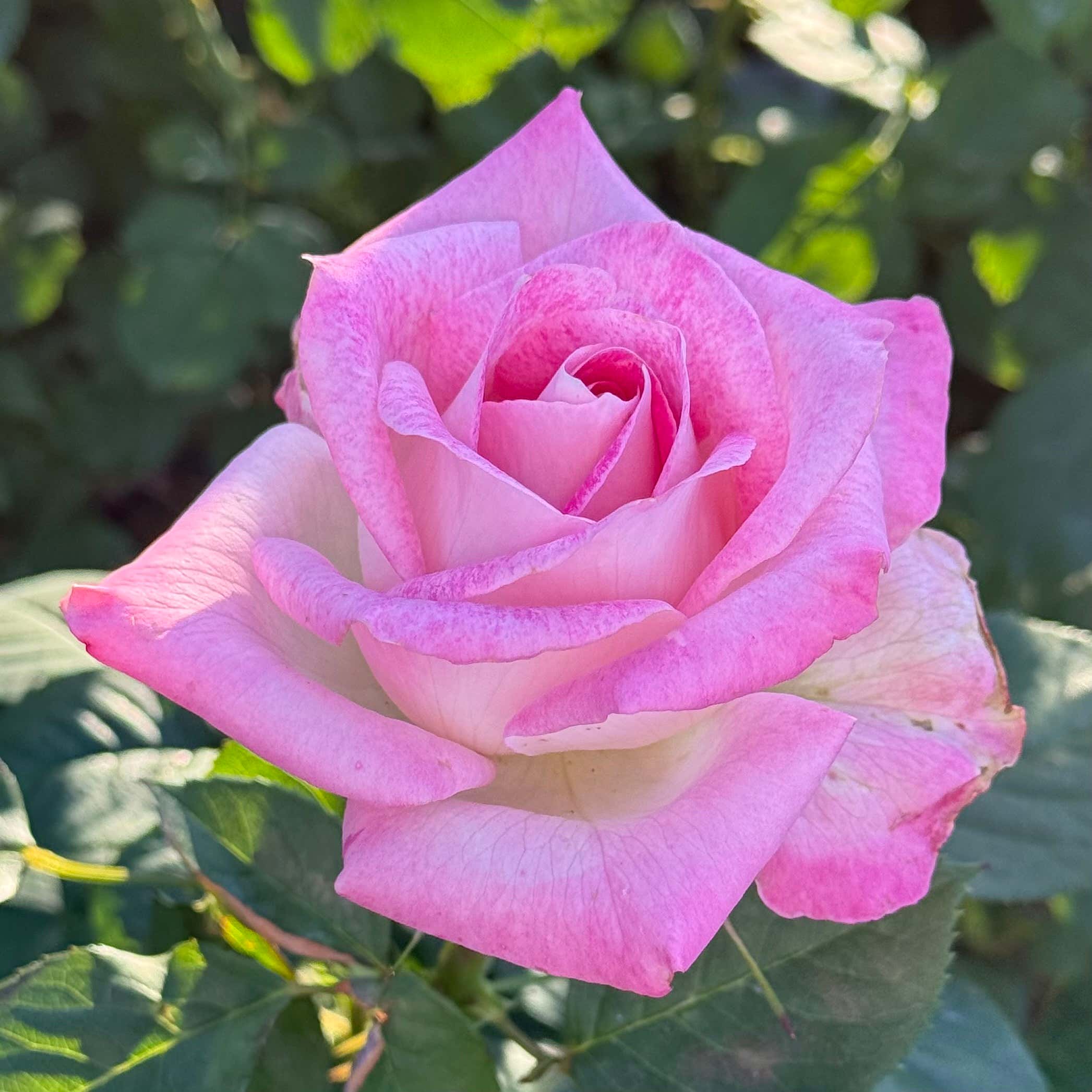 Painted Porcelain Tree Rose | Pink White Tree Rose | Grace Rose Farm