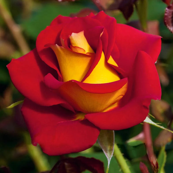 Ketchup and Mustard® Bare Root Tree Rose