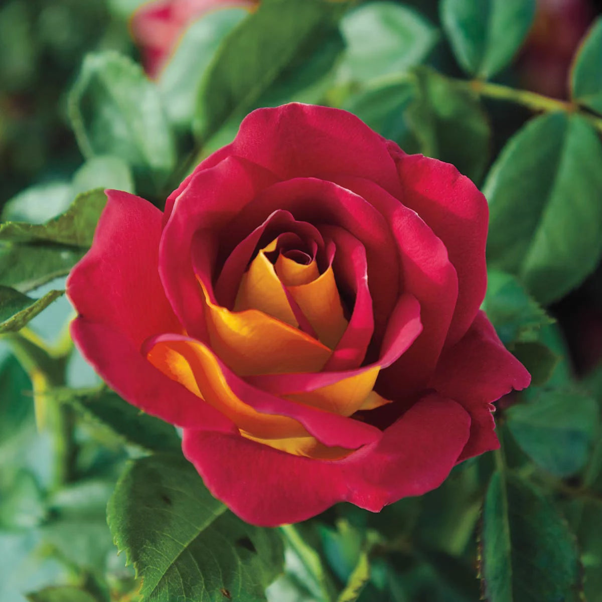 Ketchup and Mustard® Bare Root Rose Bush