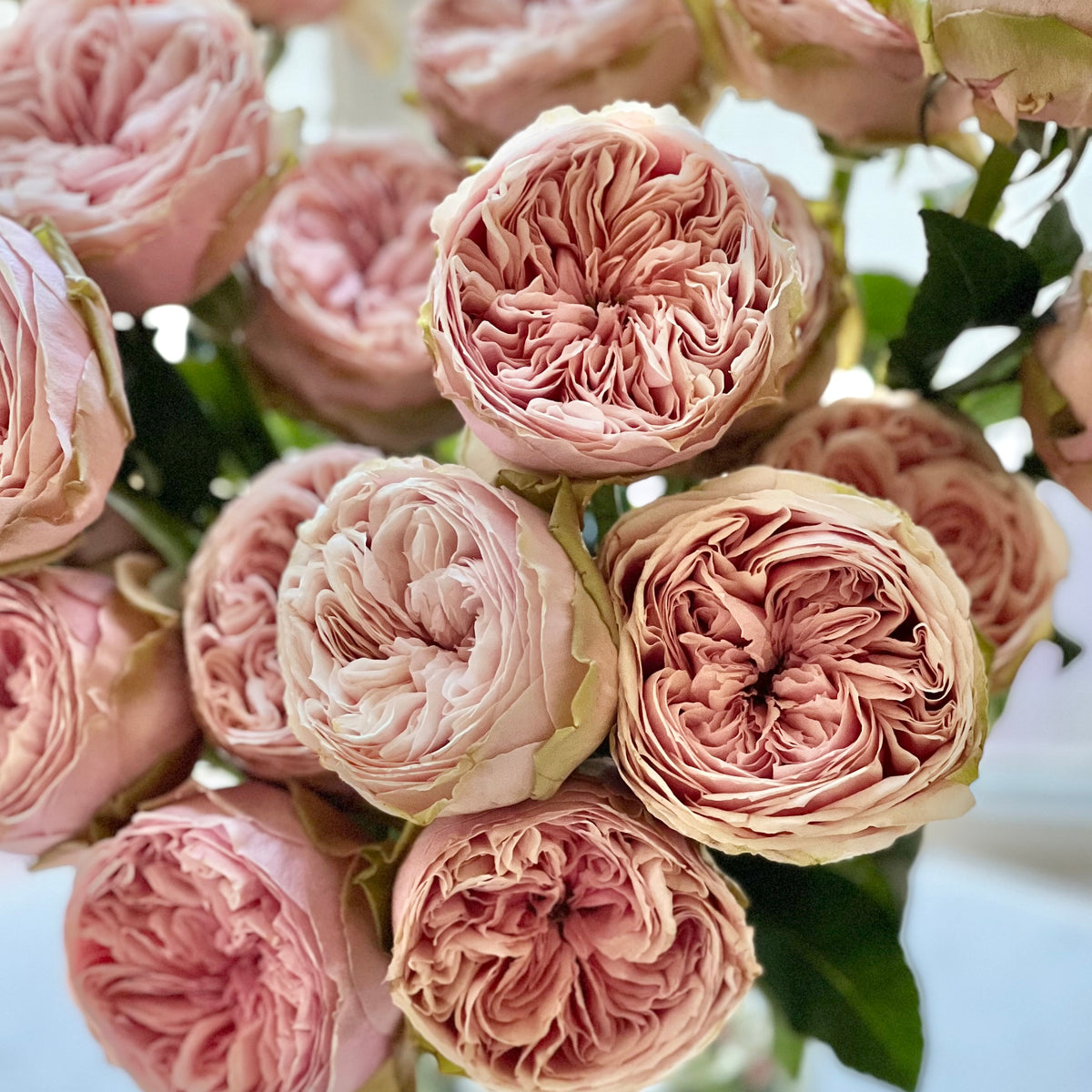 Senlitsu Rose Bush