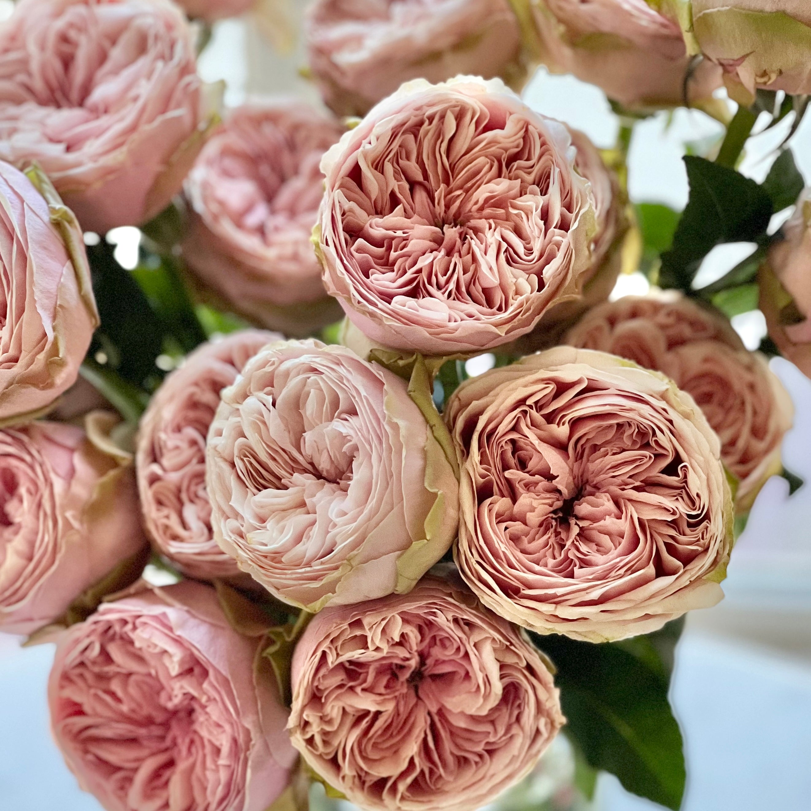 Wabara® Senlitsu® Potted Rose Bush