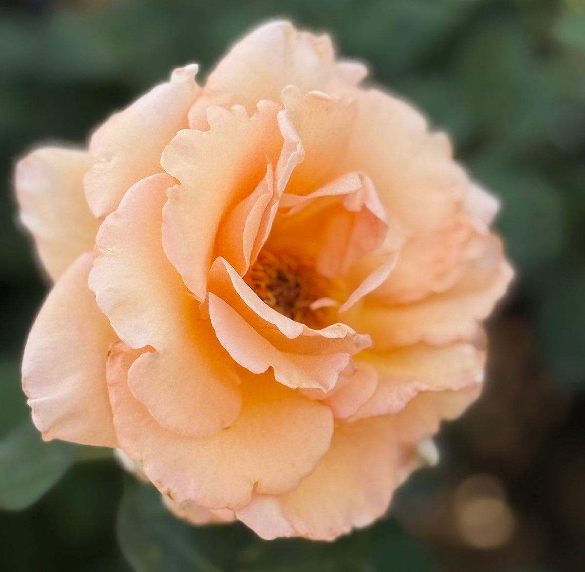 Over The Moon ™ Potted Tree Rose