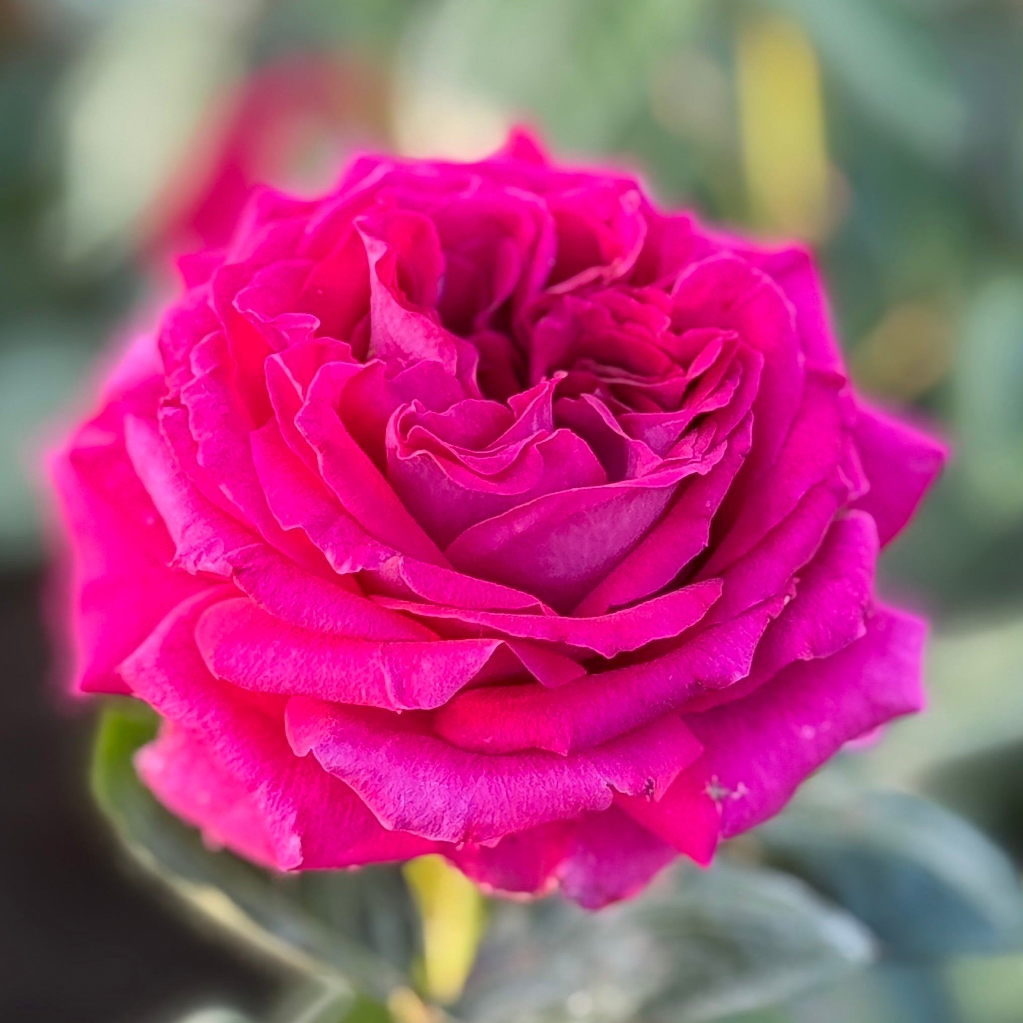 Stiletto Rose | Elegant Potted Rose Bush | Grace Rose Farm