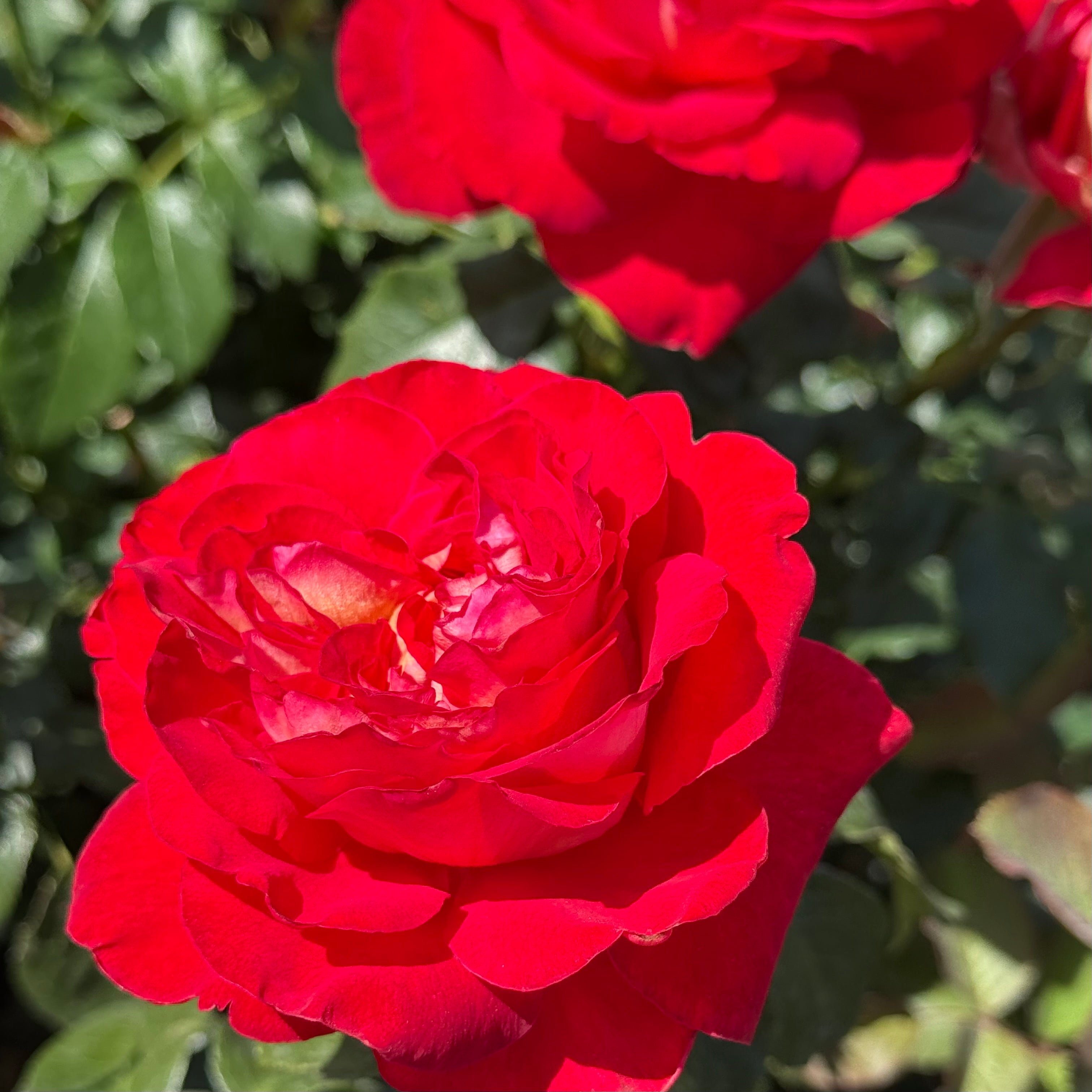 Gypsy Carnival ™ Potted Rose Bush