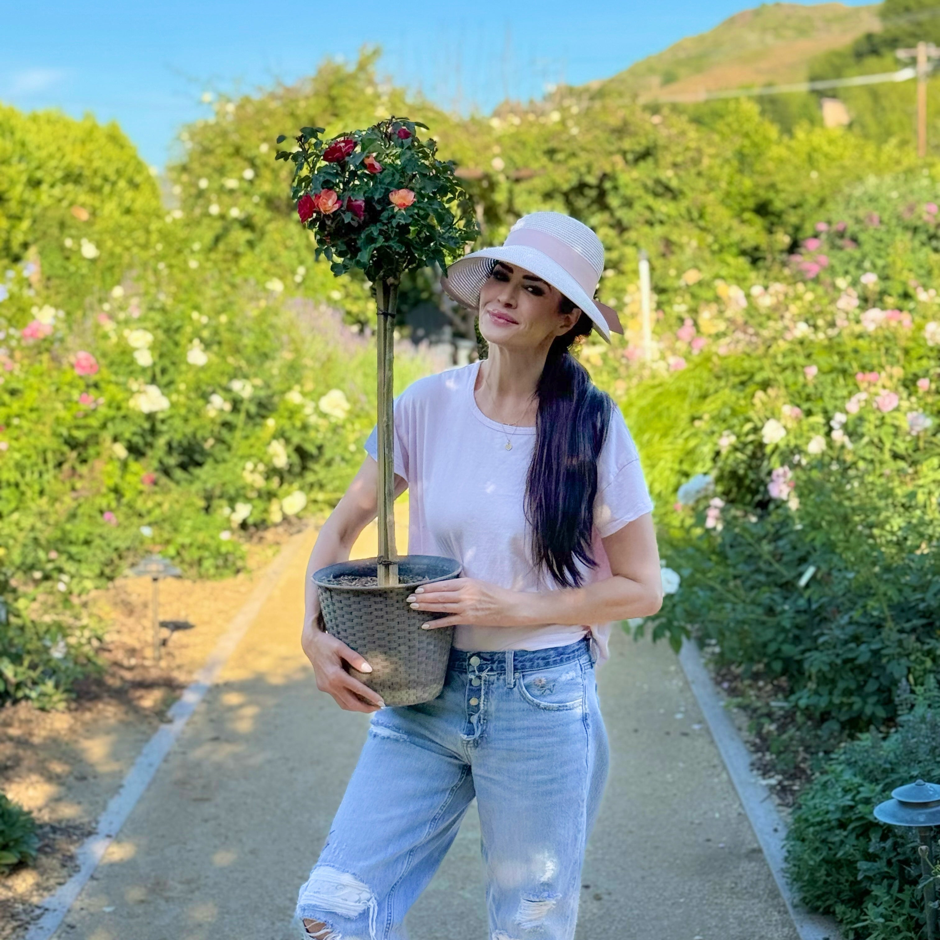 Sunblaze® Peach Potted Tree Rose - 10