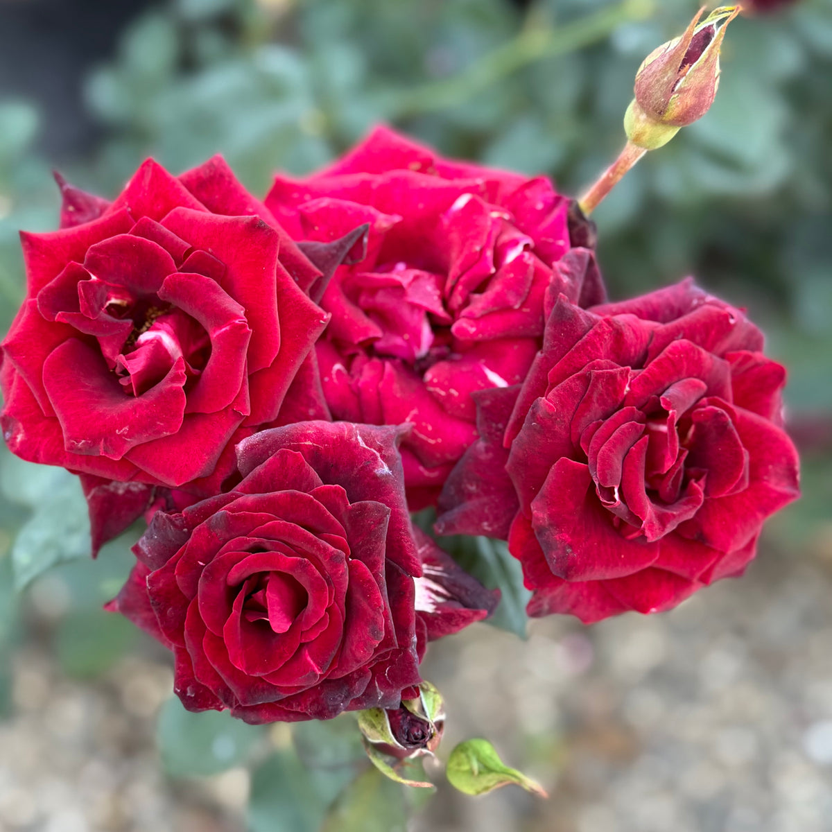 Black Baccara® Bare Root Tree Rose