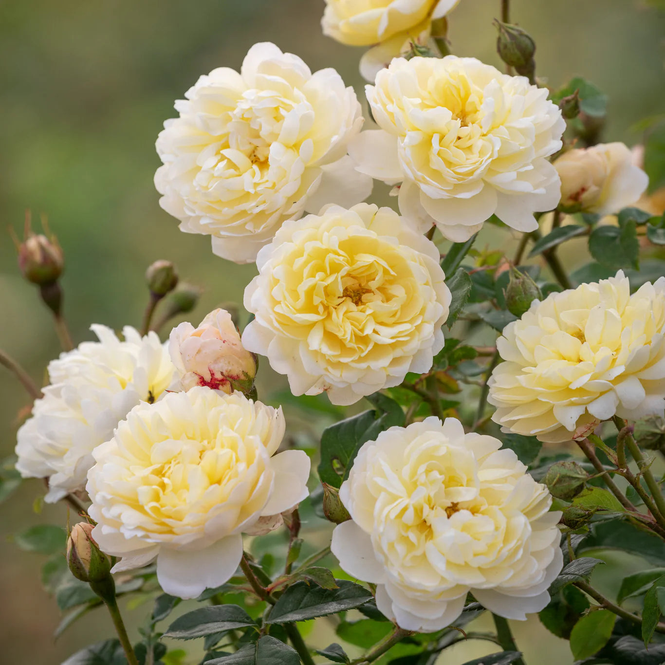 David Austin Roses Nye Bevan Rose Bush - Thumbnail 3