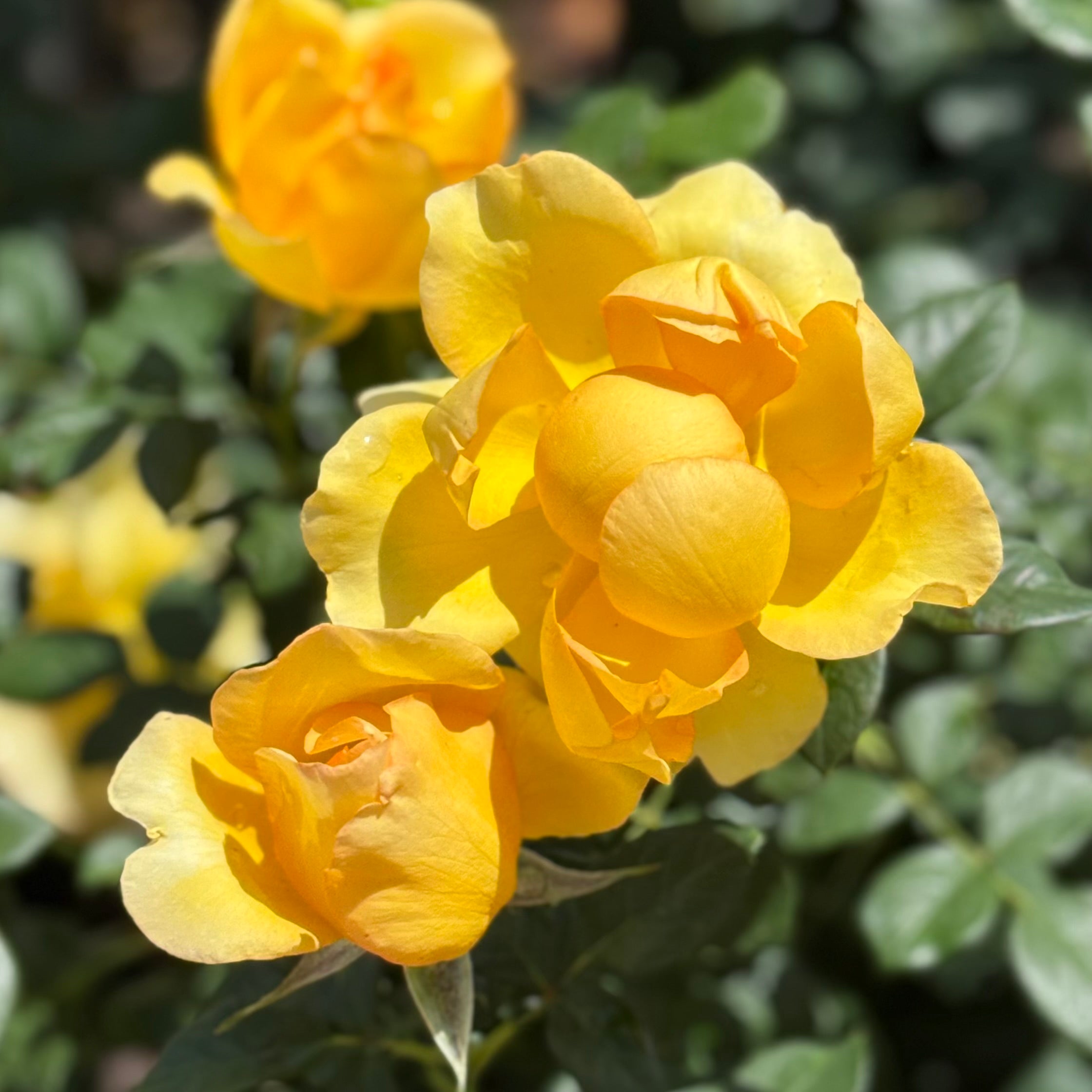 Gold Struck™ Potted Rose Bush