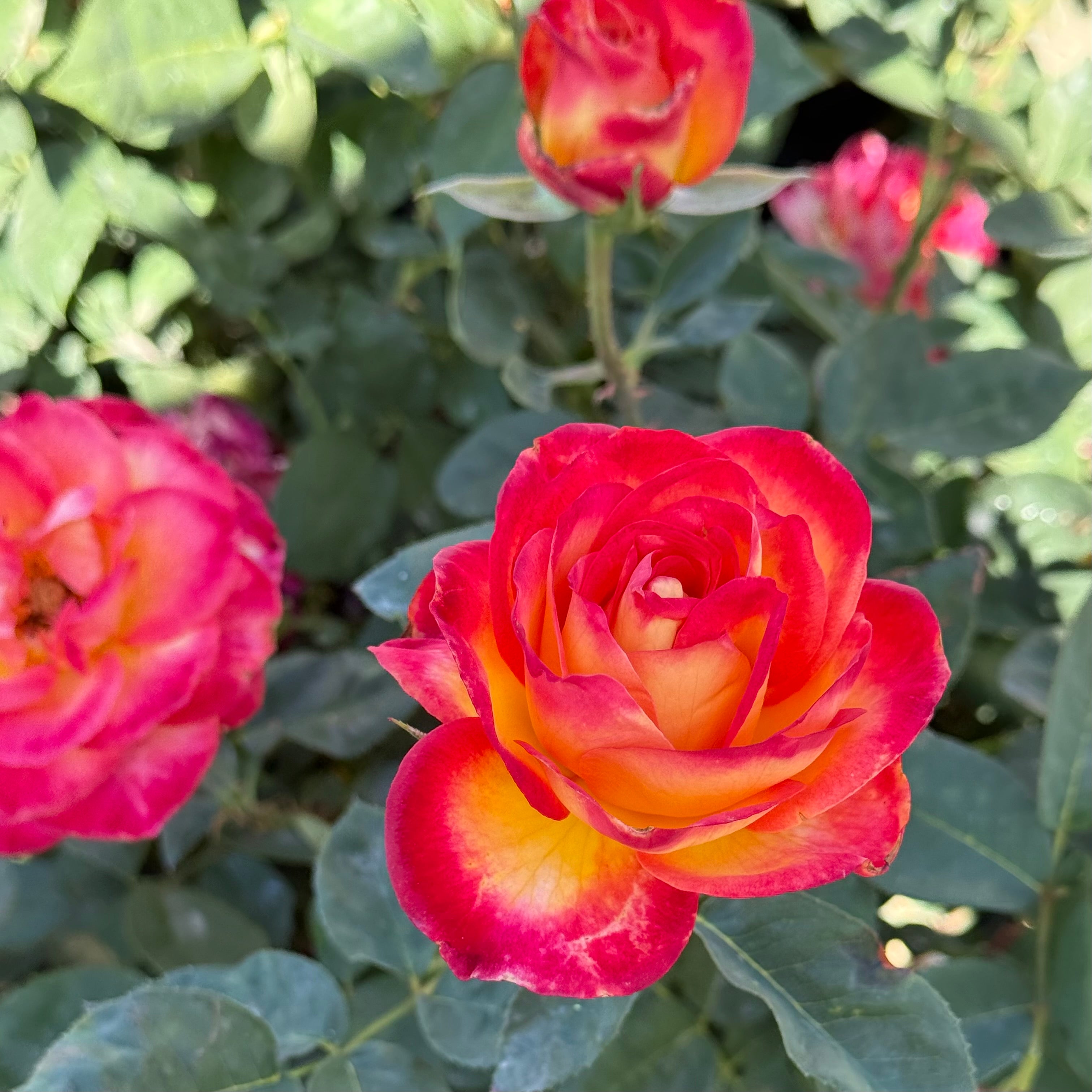 Perfect Moment™ Potted Rose Bush