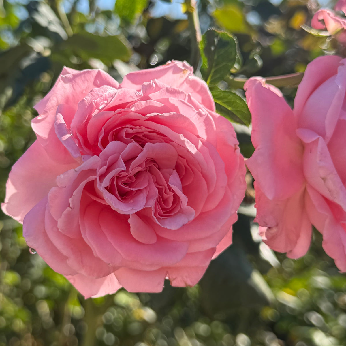 Coral Dawn Potted Rose Bush