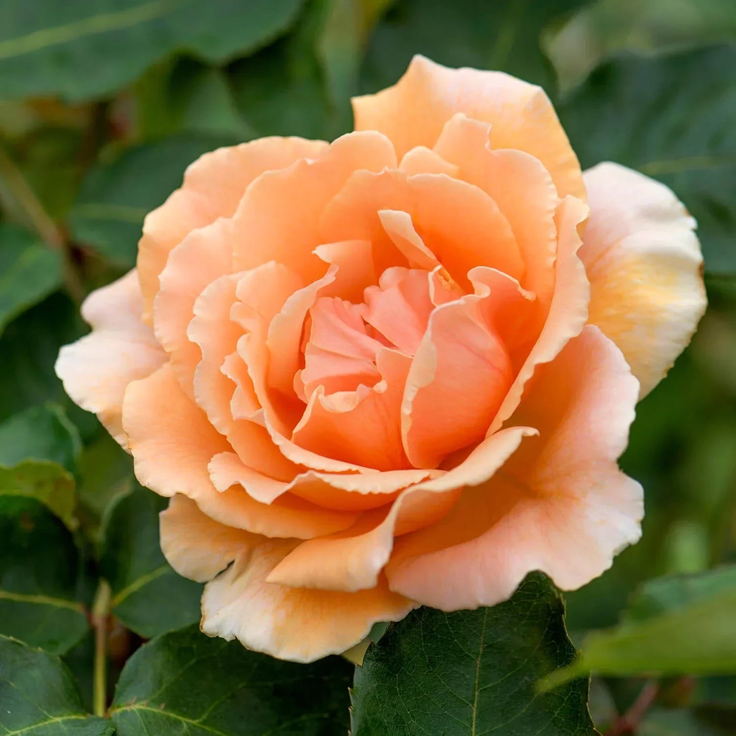 Weeks Roses Just Joey Rose Bush - Thumbnail 5