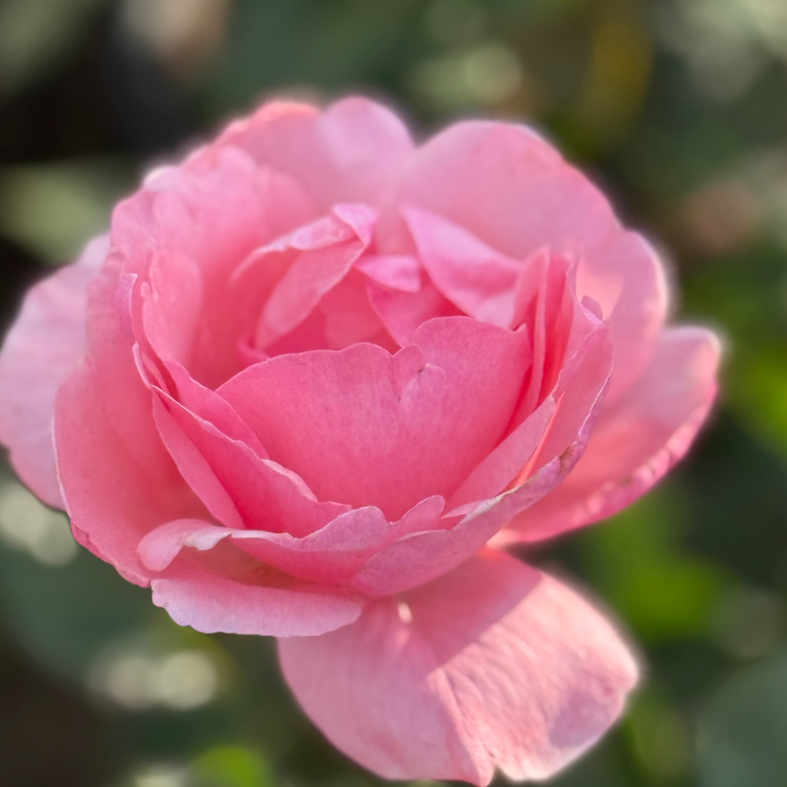 Queen Elizabeth Potted Rose Bush