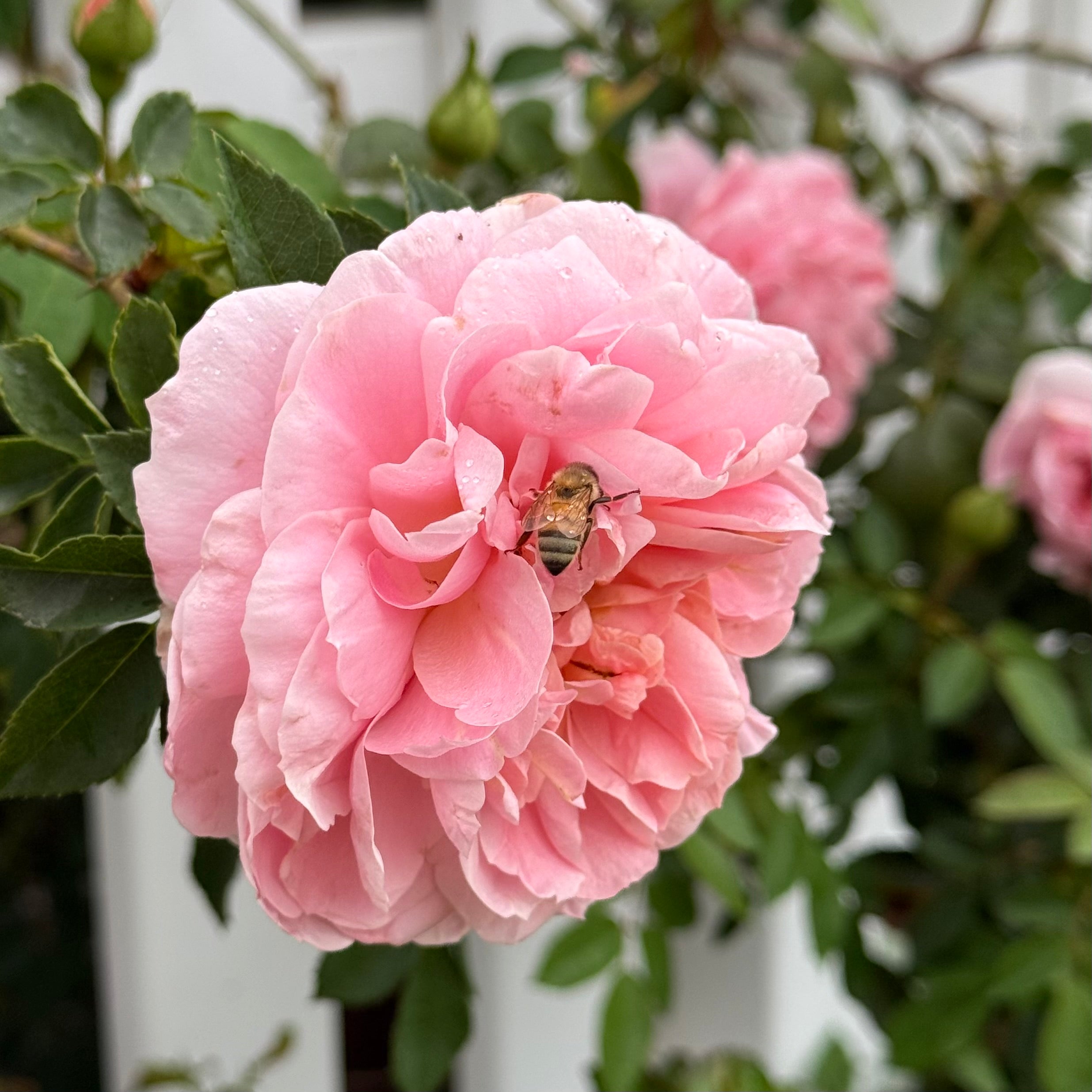 Colette™ Potted Climbing Rose
