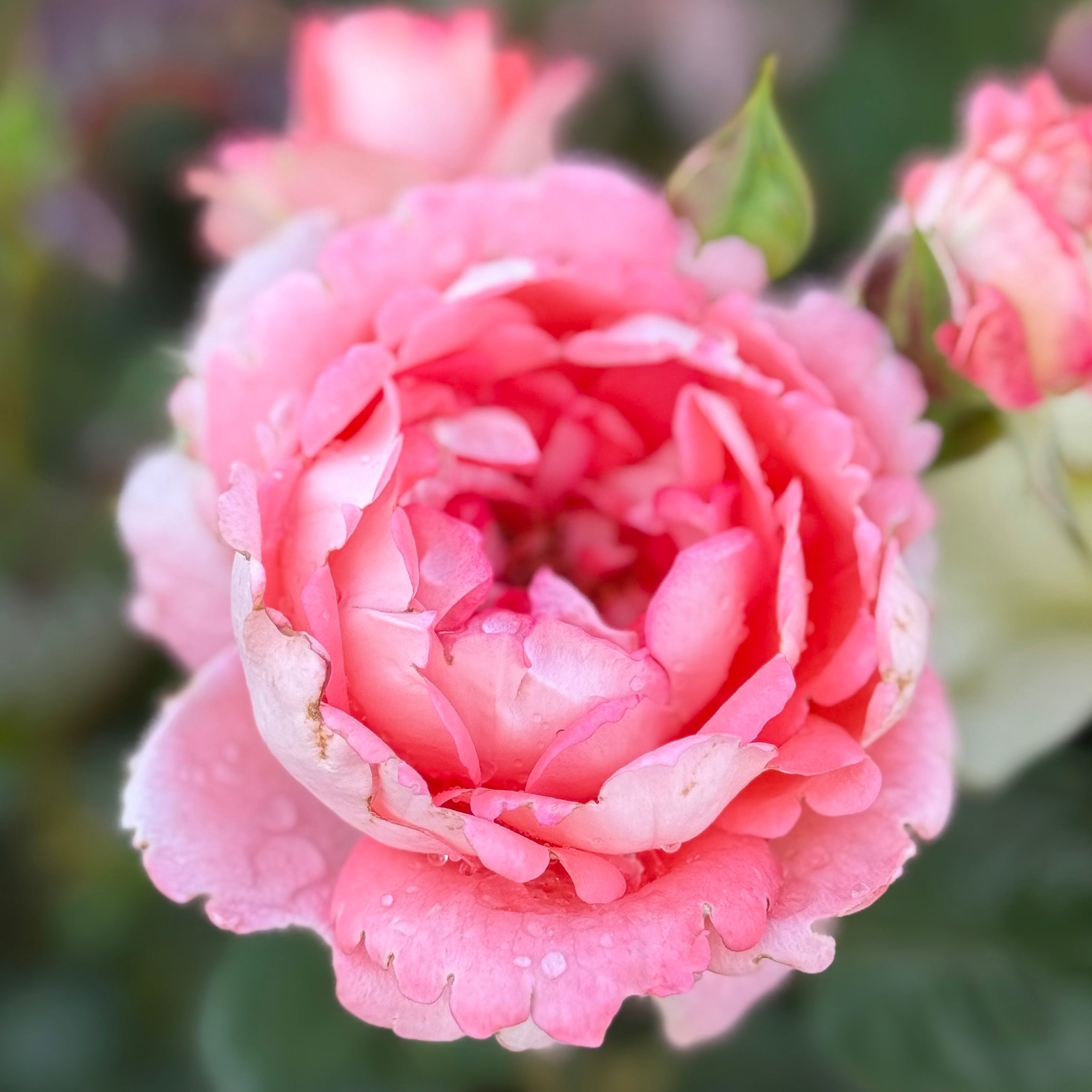 Waiheke Bare Root Rose Bush