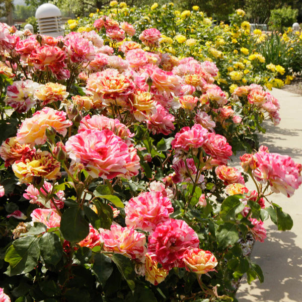 George Burns Potted Rose Bush