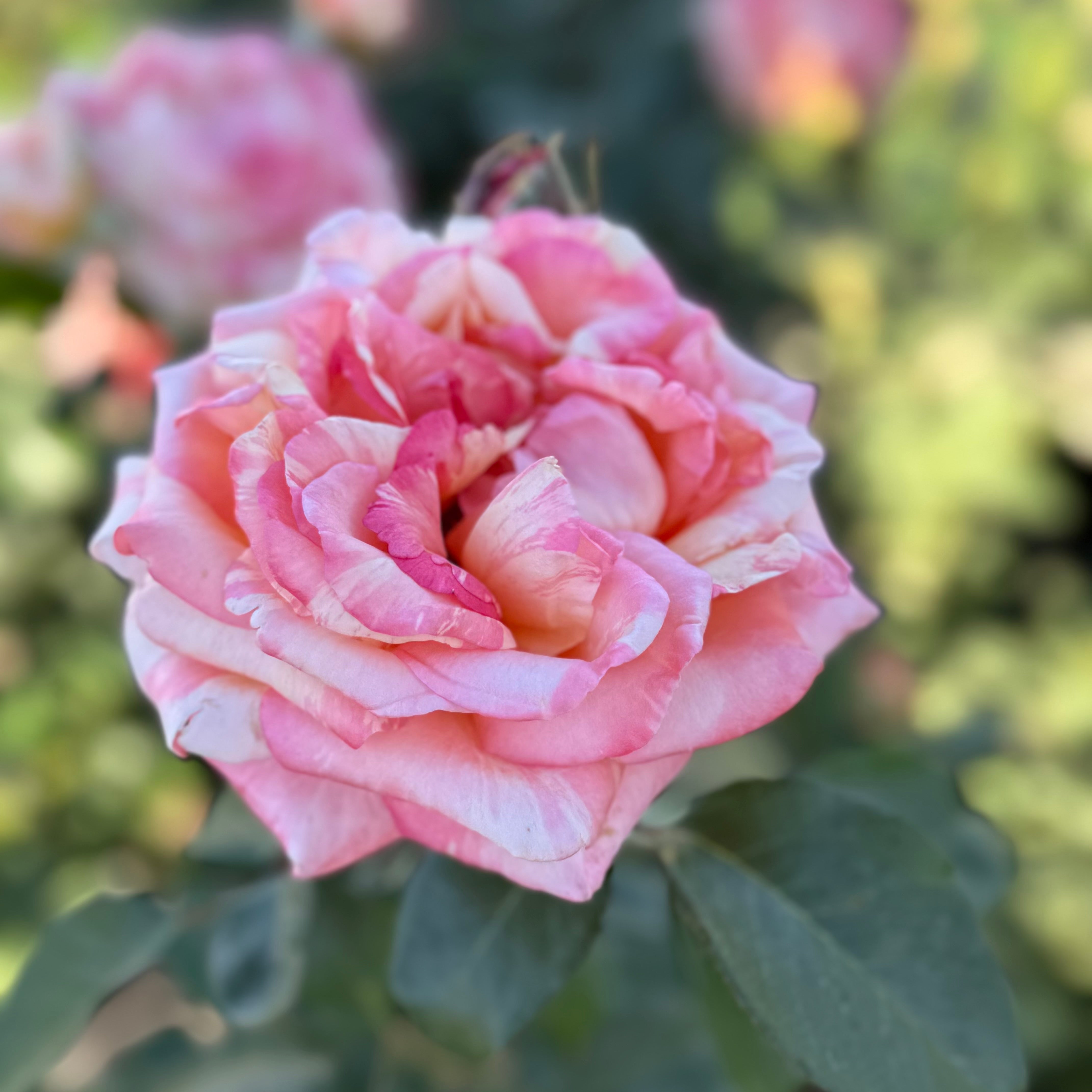 Peach Swirl™ Potted Rose Bush