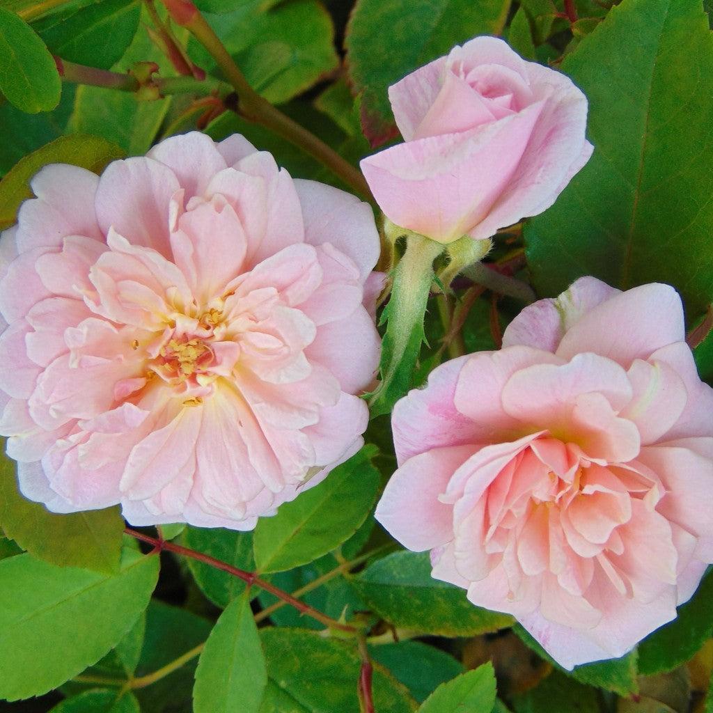 Grace Rose Farm Cécile Brünner Climbing Rose - Thumbnail 3