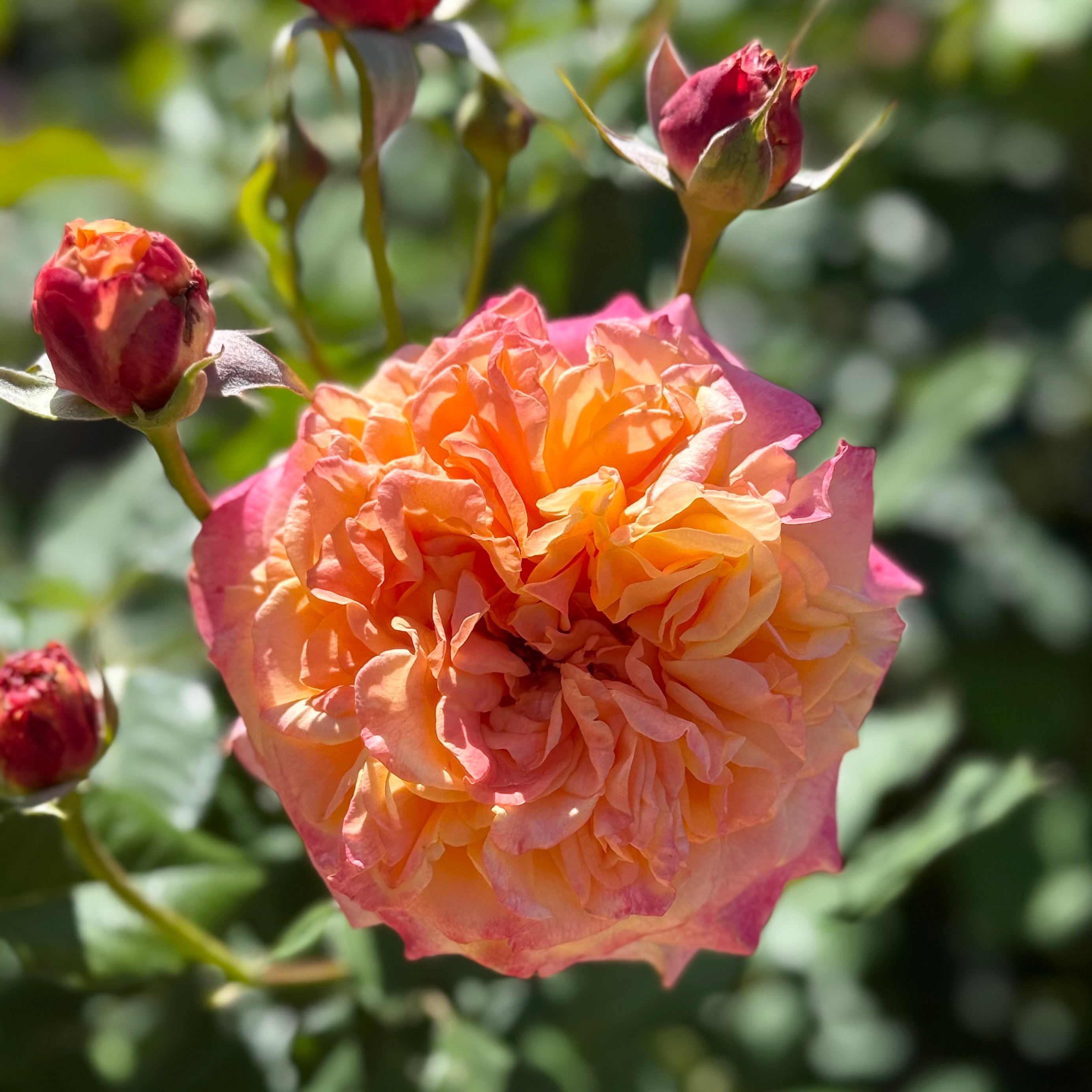 ROSEページ SPN088, Florist Shrub Rose, Non-Grafted/Own Root. – SpringlandFlowers