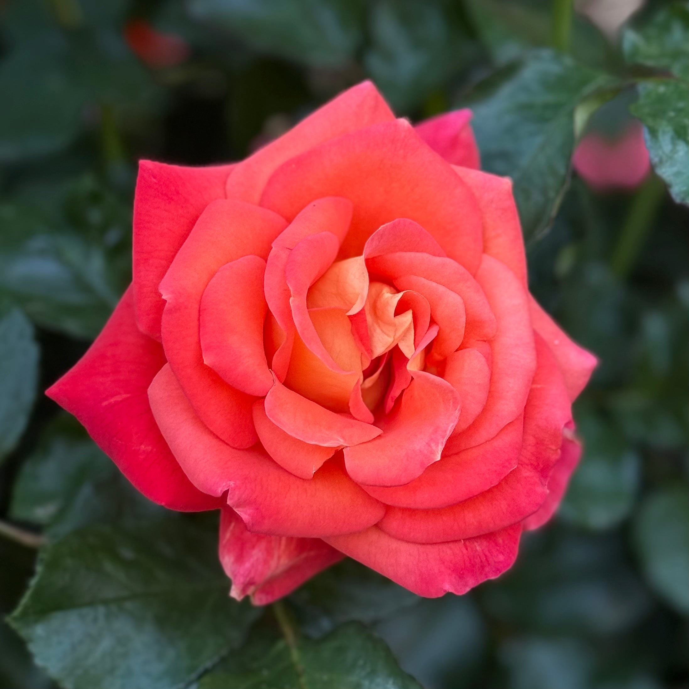 Burst of Joy Potted Rose Bush | Yellow Orange Rose Bush | Grace