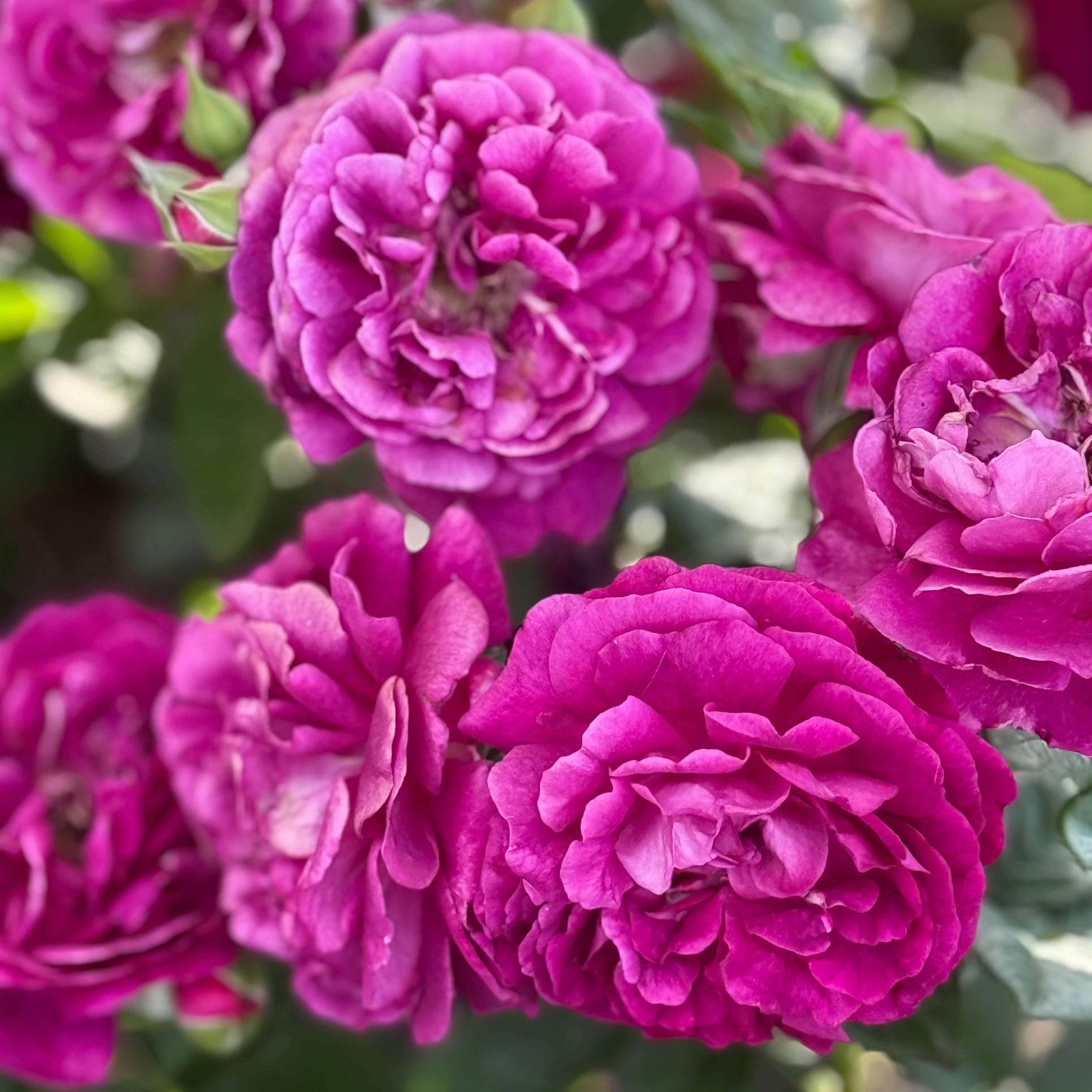 Twilight Zone™ Potted Rose Bush - Grace Rose Farm