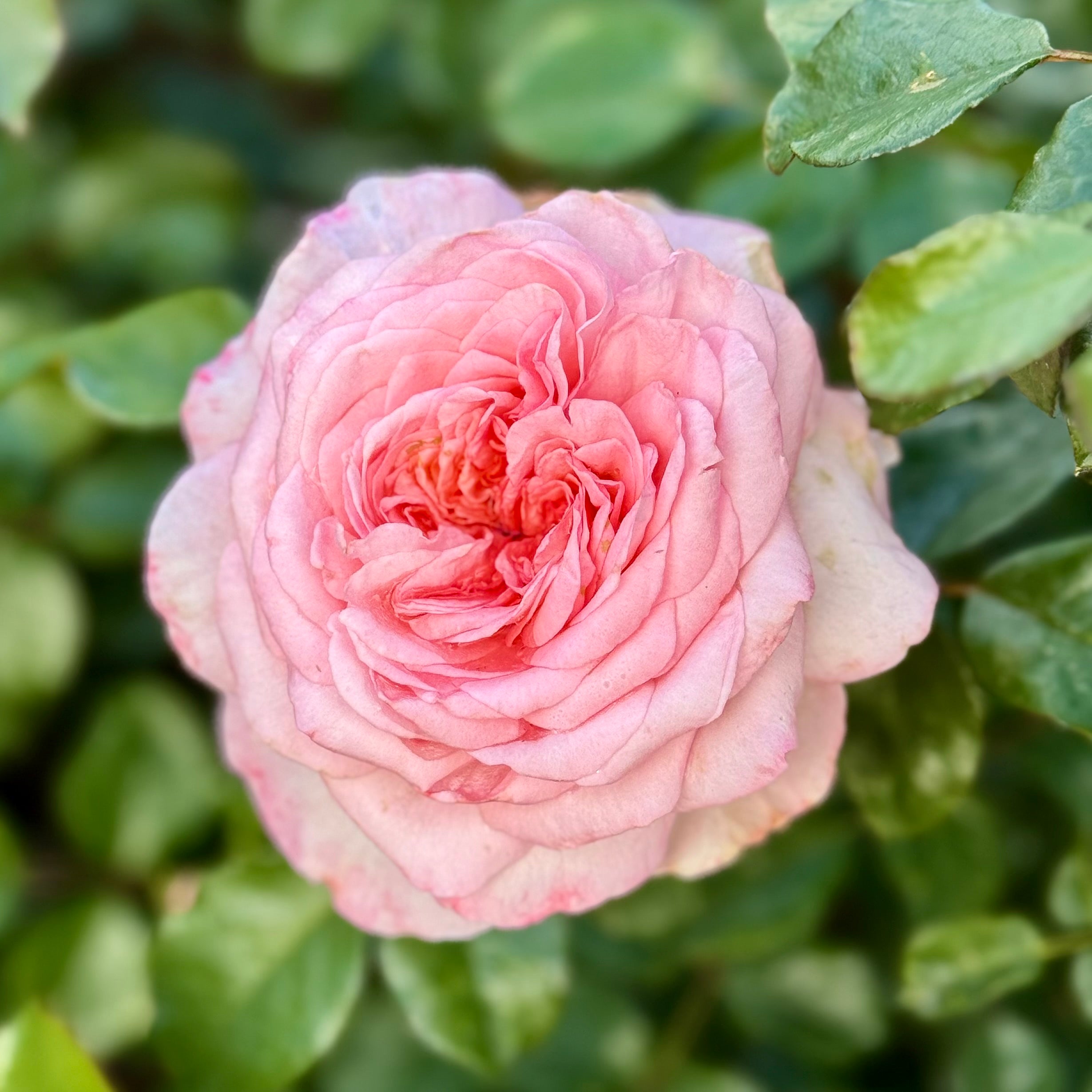 Sunbelt® Savannah™ Potted Rose Bush
