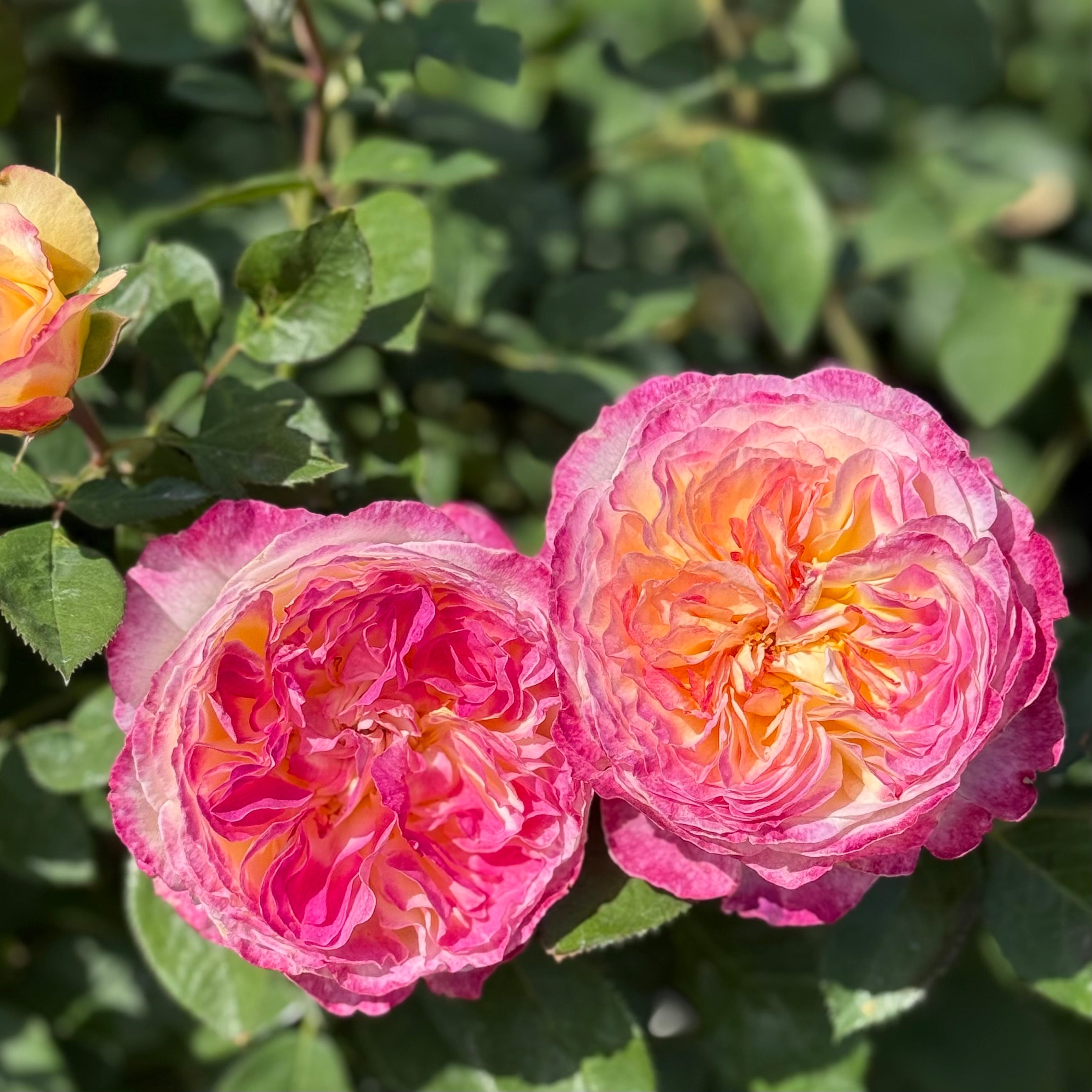 Living the Dream Rose Bush | Repeat Blooming Rose | Grace Rose Farm