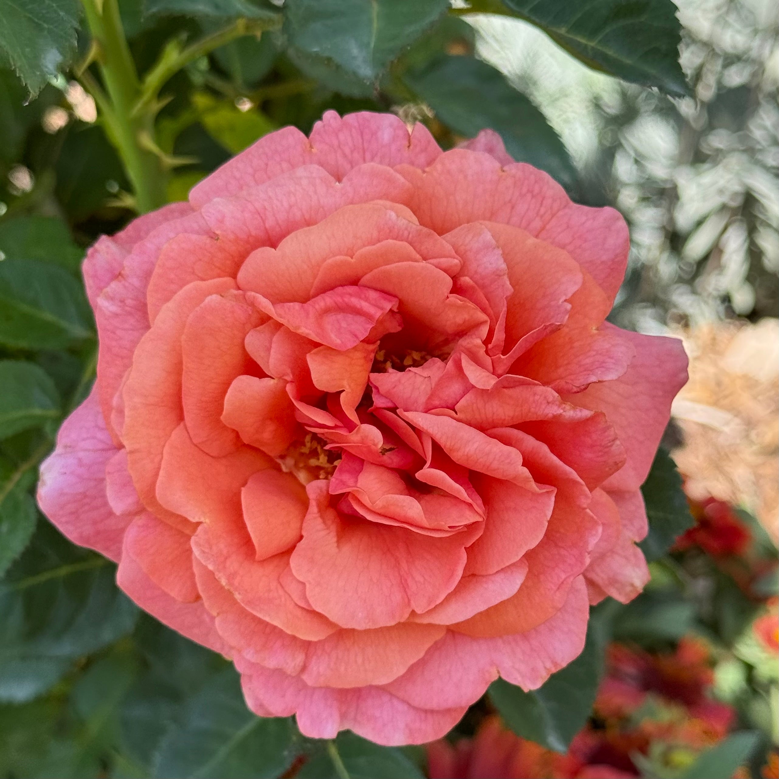 Easy Does It® Potted Tree Rose