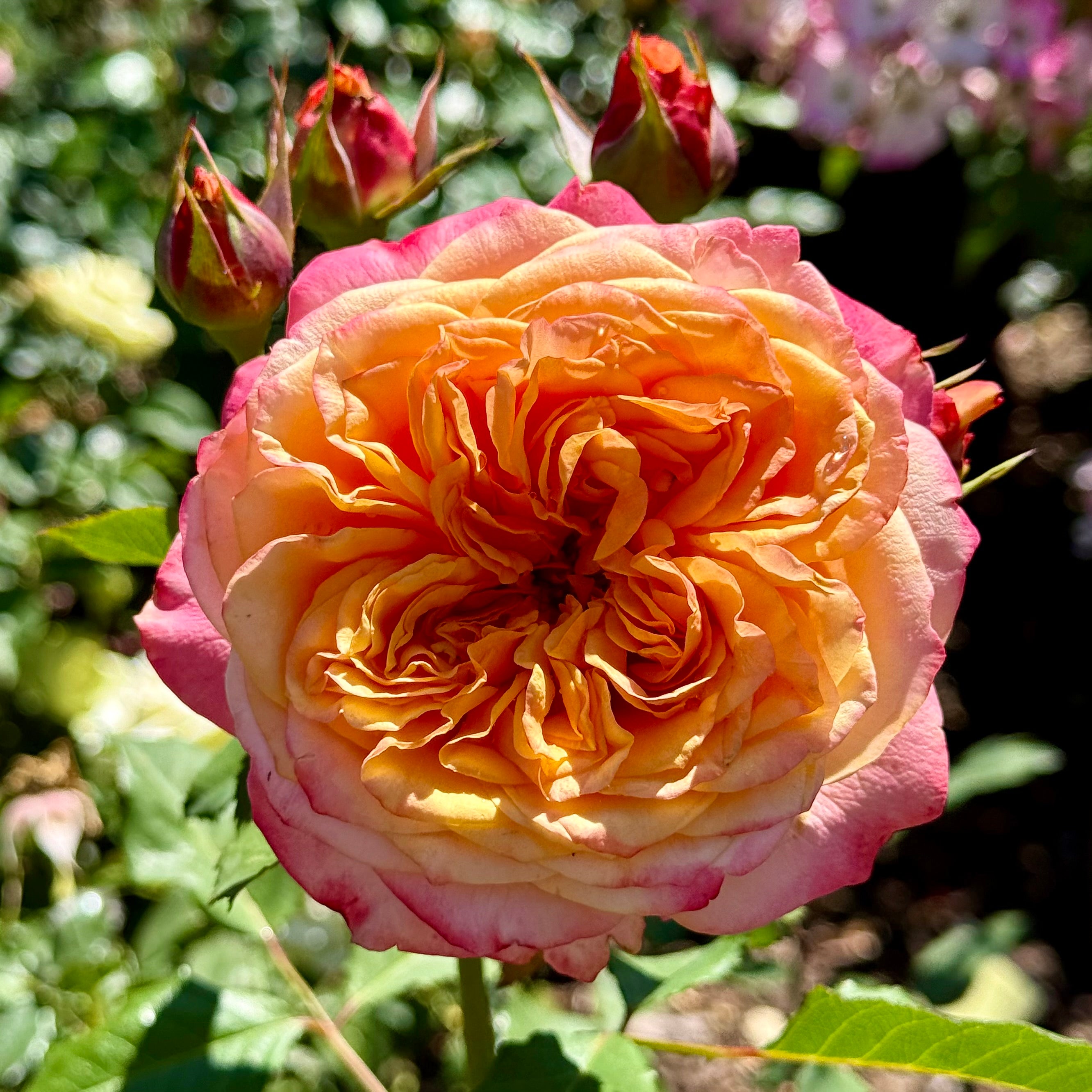 Sunbelt® Crazy Love™ Potted Rose Bush - Grace Rose Farm