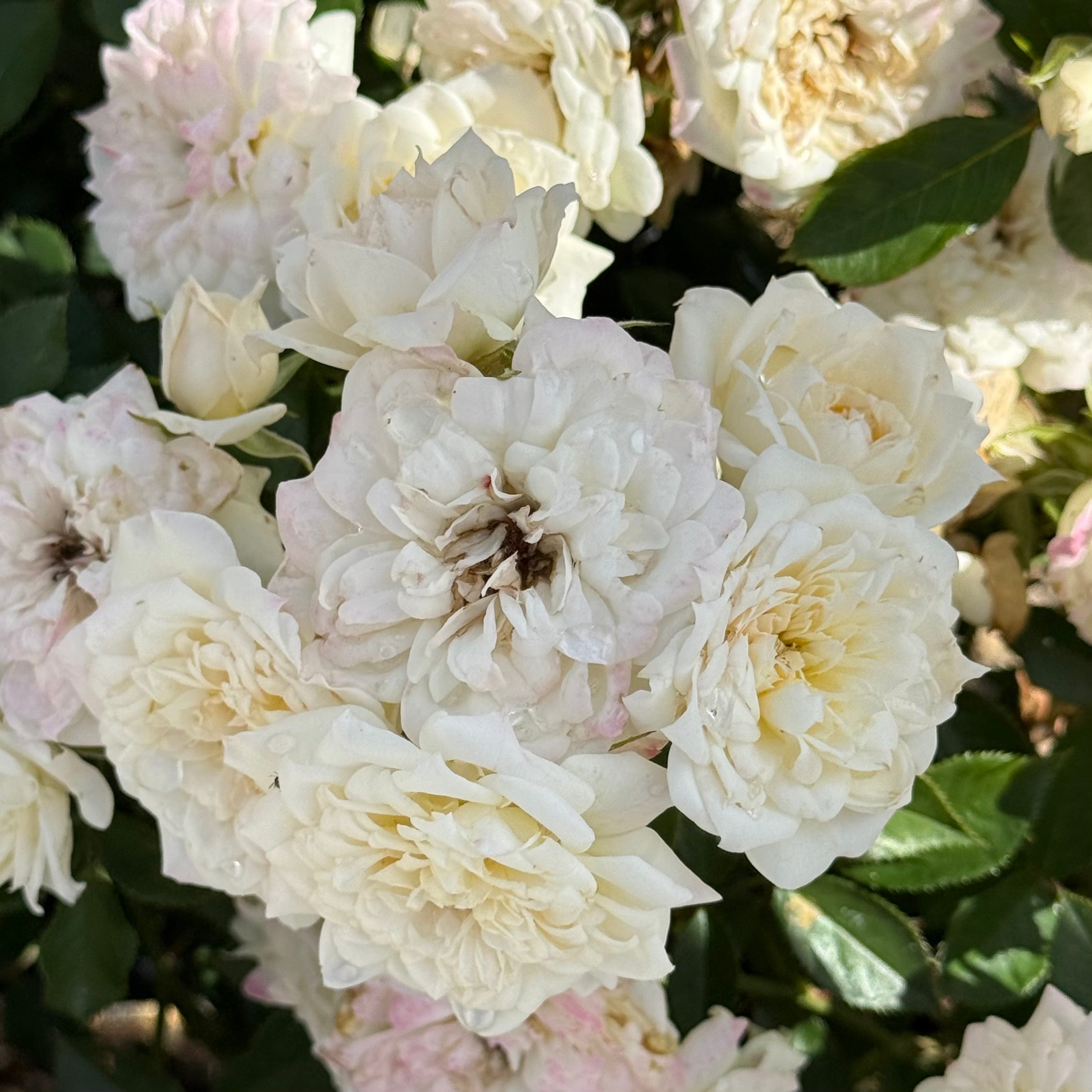 Bridal Sunblaze® Potted Rose Bush