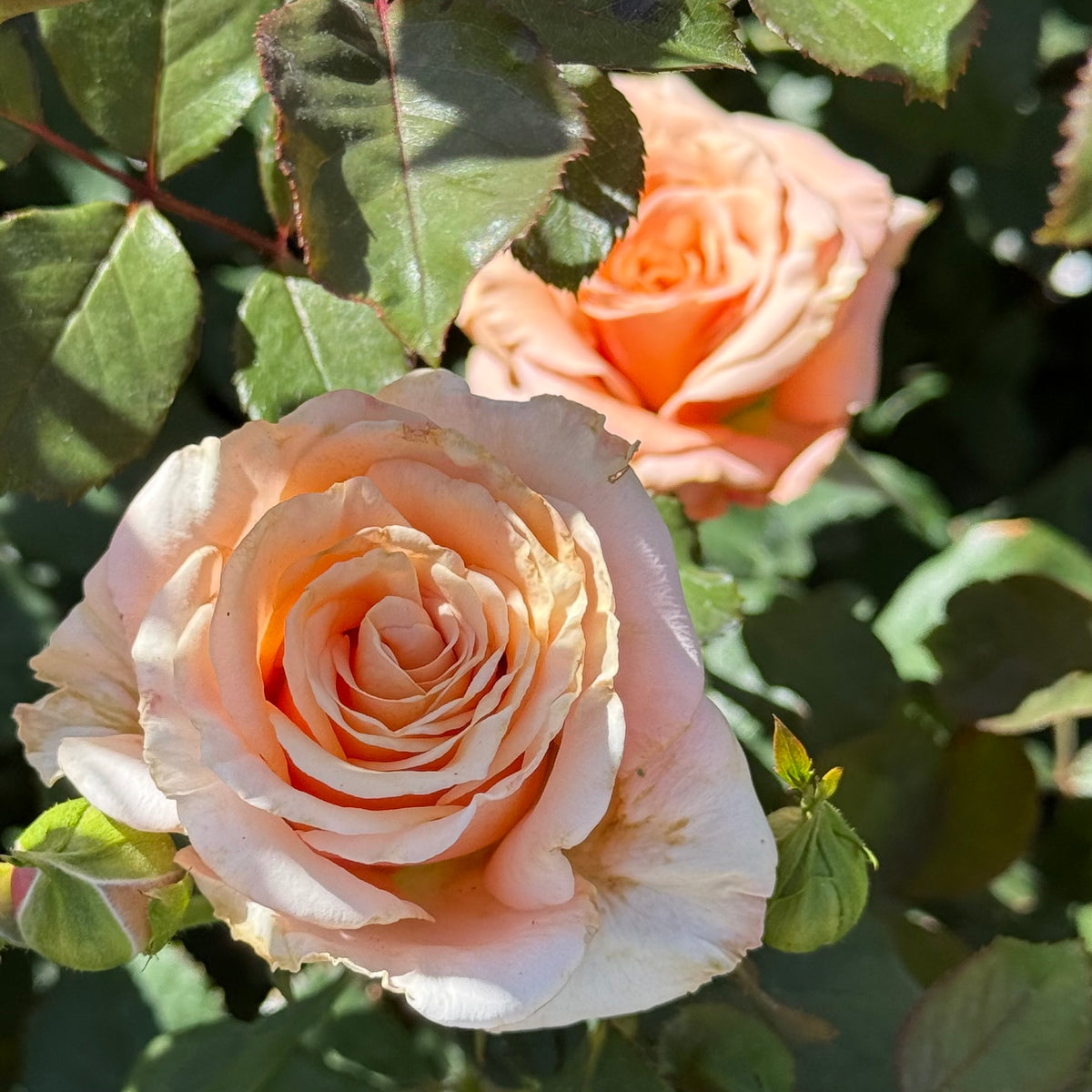 Singing in the Rain Rose Bush