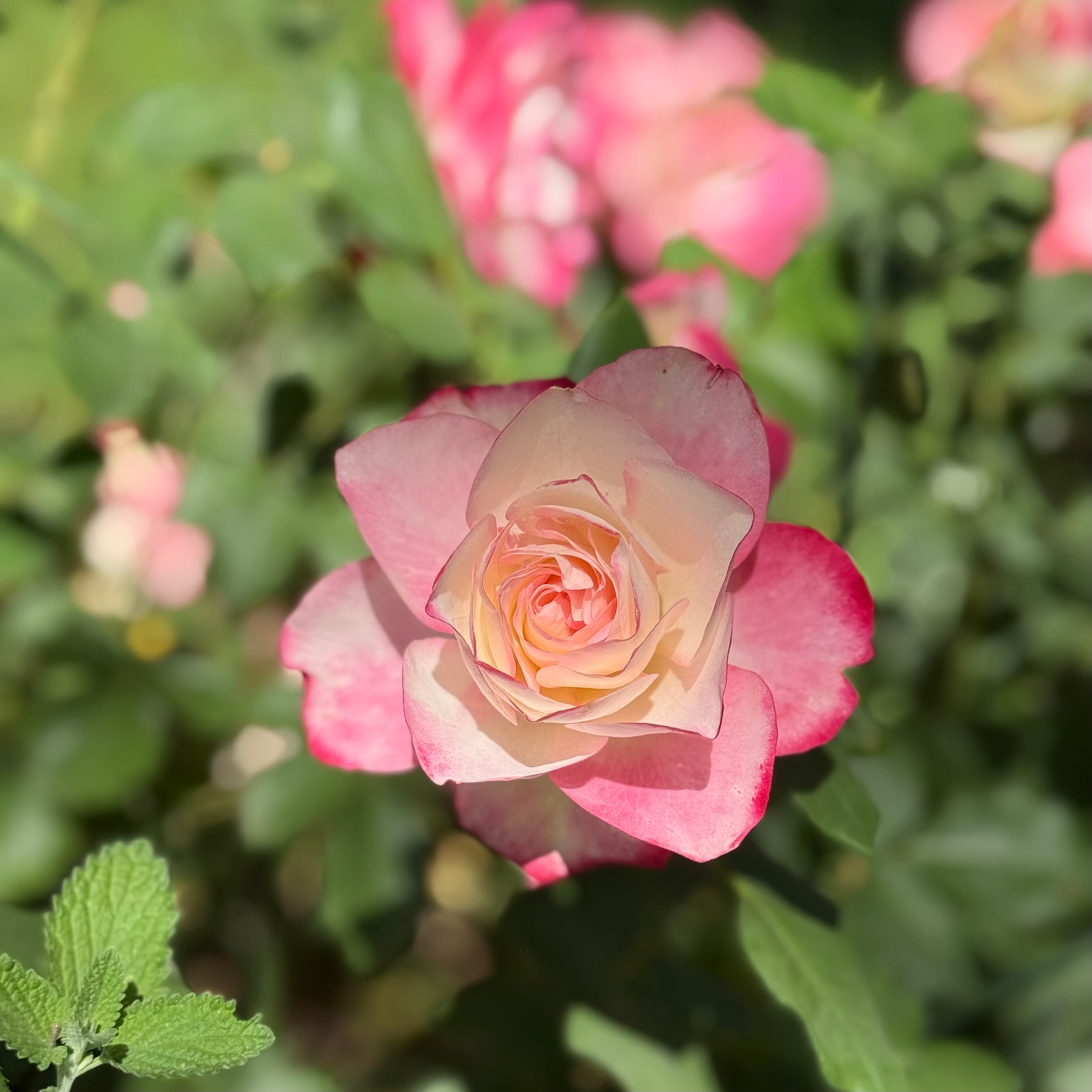 Cherry Parfait™ Potted Rose Bush