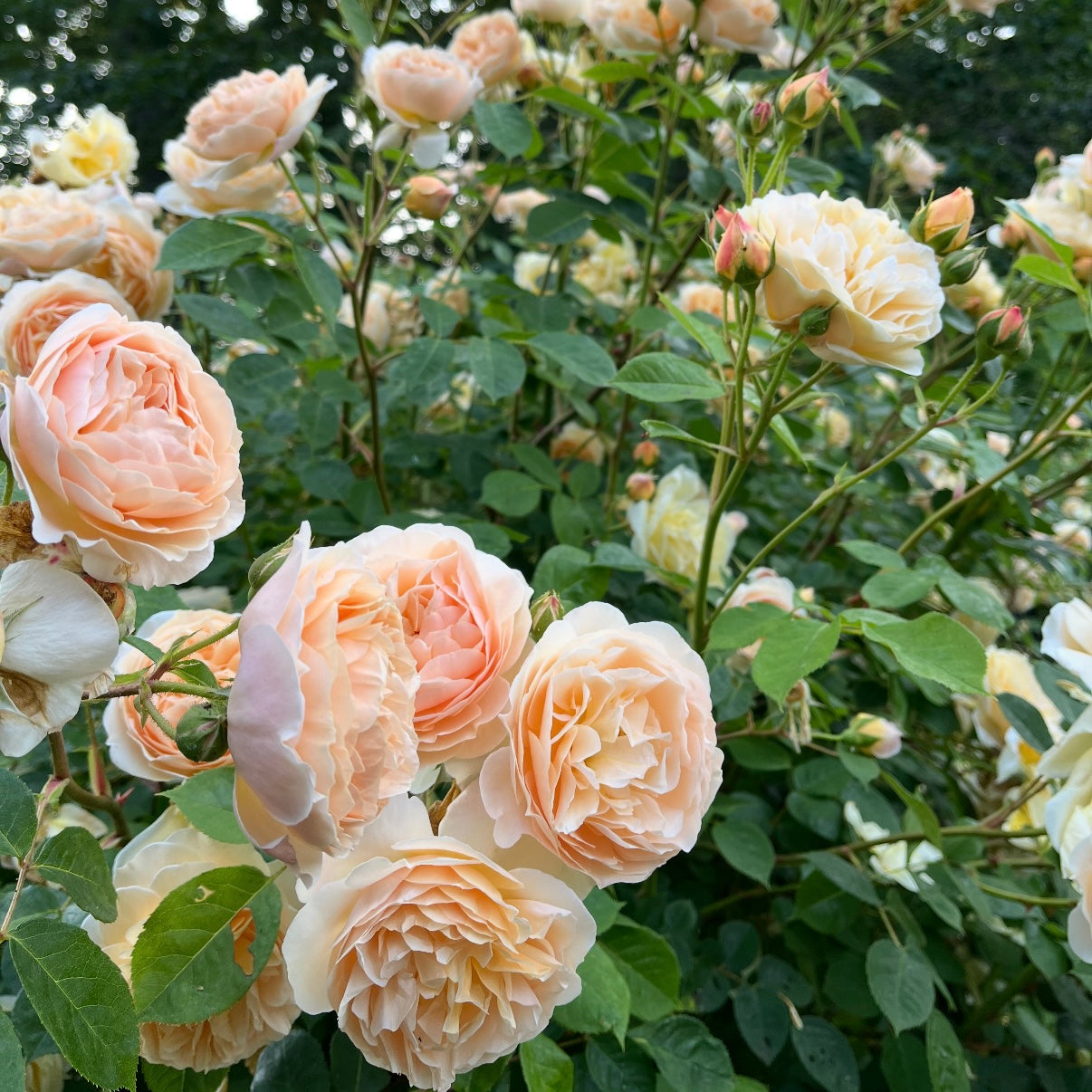 David Austin® Teasing Georgia® Potted Climbing Rose