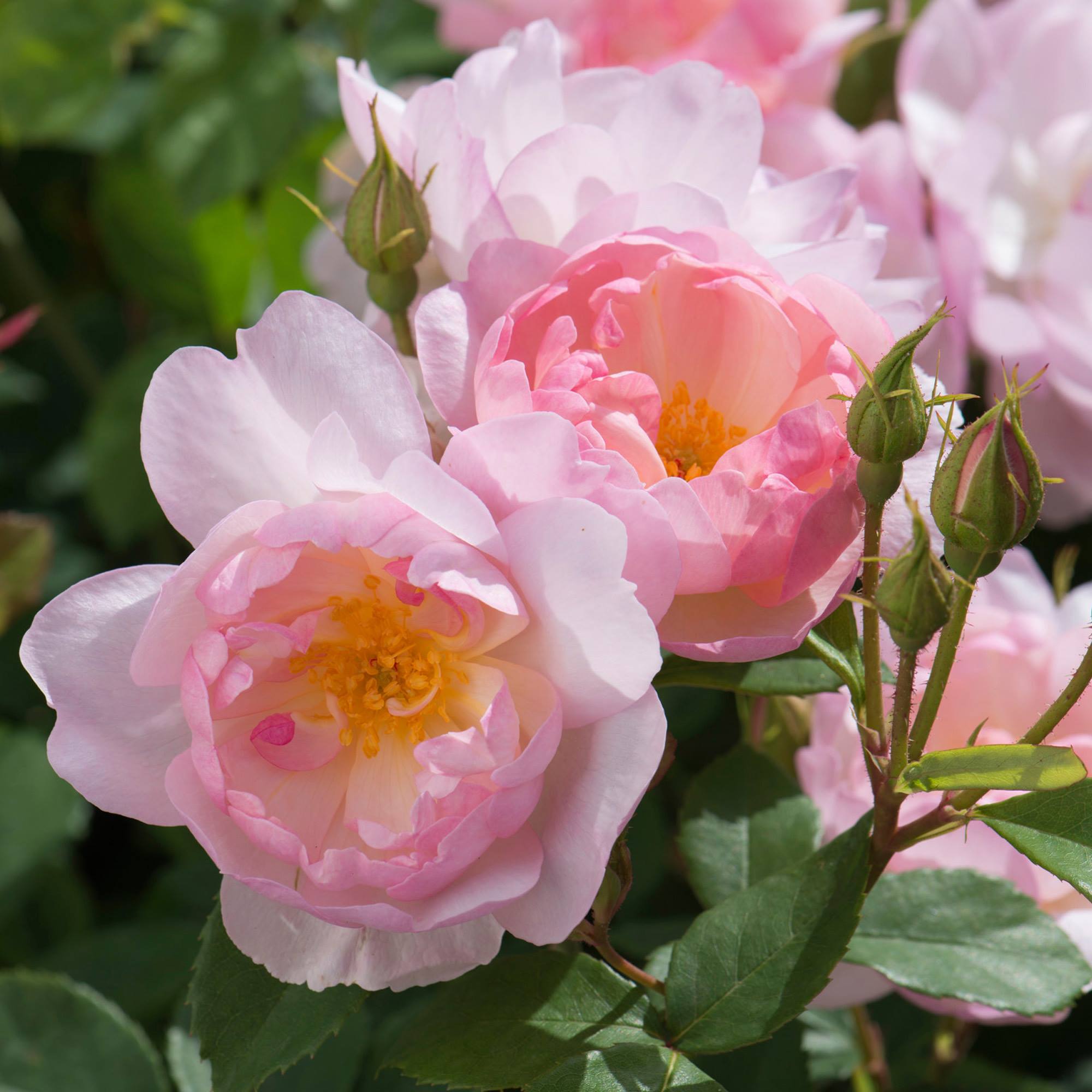 David Austin® Scarborough Fair Potted Rose Bush