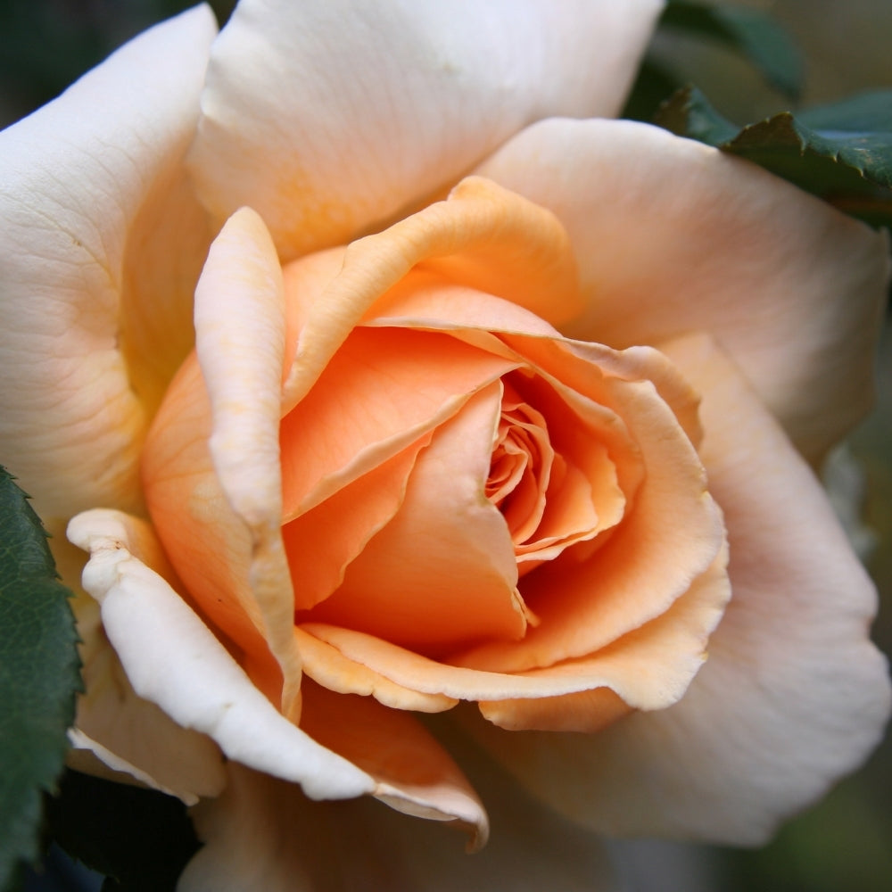 Weeks Roses Just Joey Rose Bush
