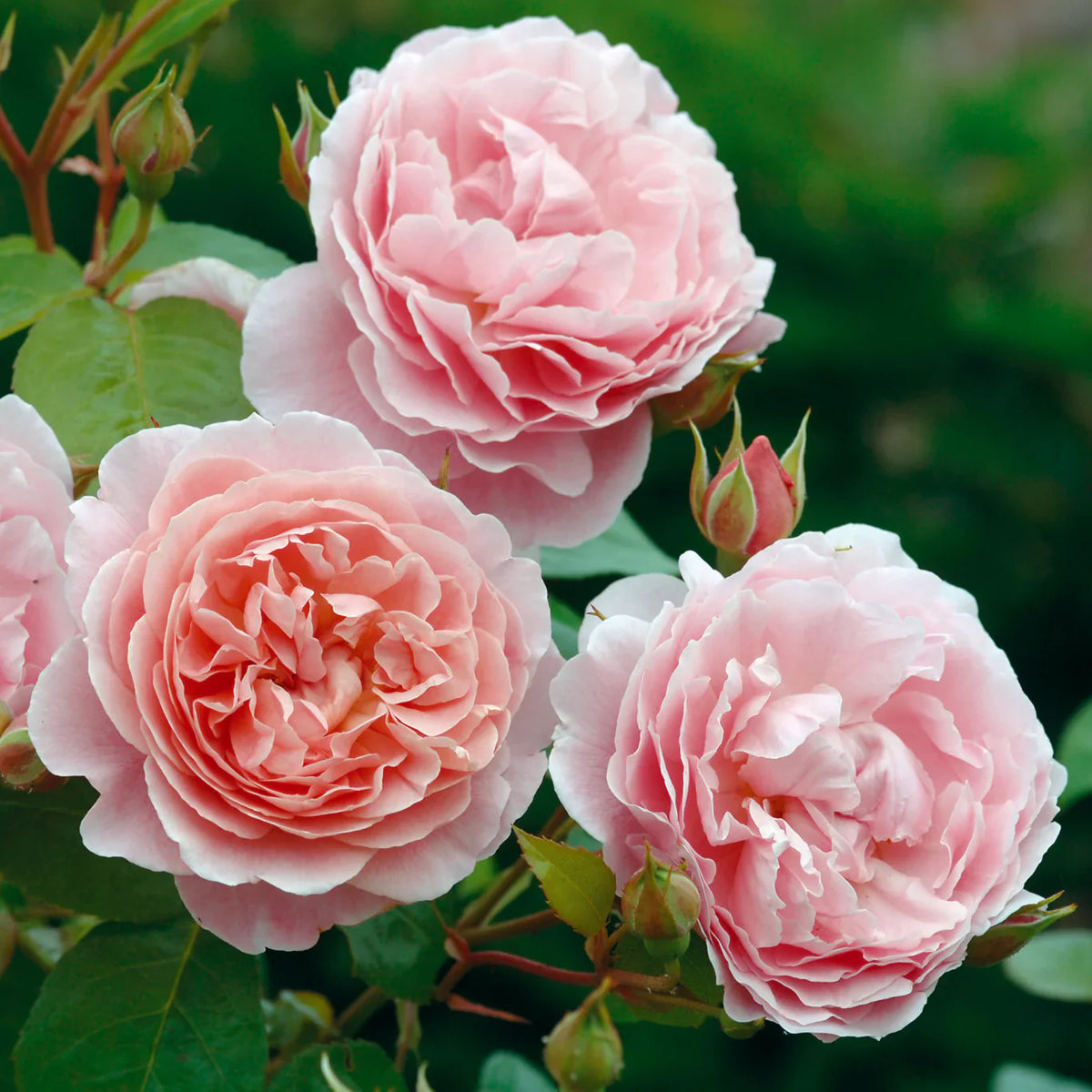Strawberry Hill Climbing Rose | David Austin Pink Climber | Grace