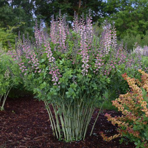 Proven Winners® Baptisia Decadence® Deluxe Pink Truffles Potted False Indigo Plant
