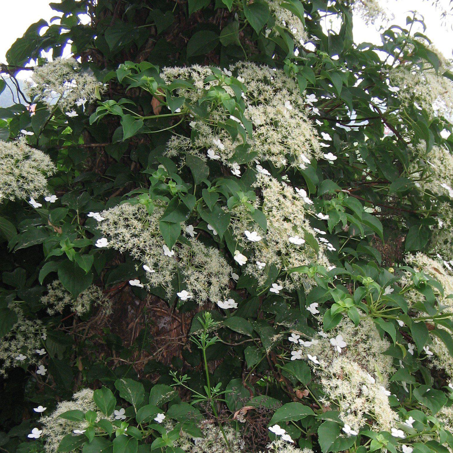 Hydrangea Climbing Potted Climbing Hydrangea