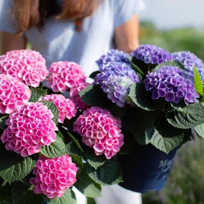 Hydrangea ハイドランジア ベルベリス Hydrangea Magical® Elizabeth Ashley Potted Bigleaf Hydrangea Bush
