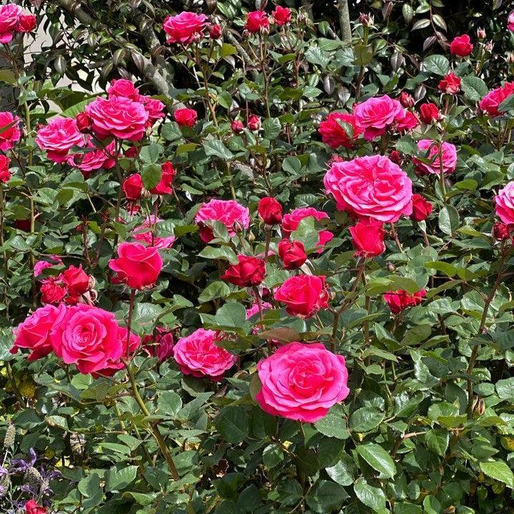 Fragrant Showpiece™ Lipstick Potted Rose Bush